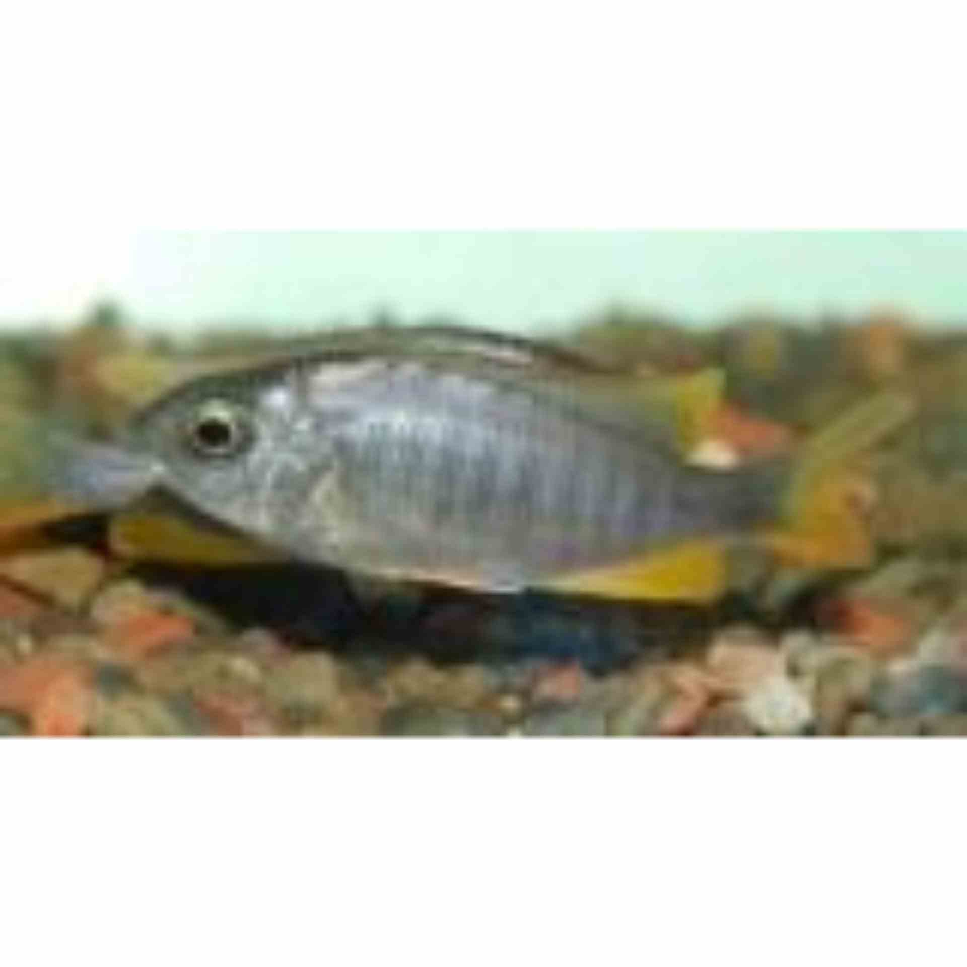 Copadichromis Kadango Red (7cm)