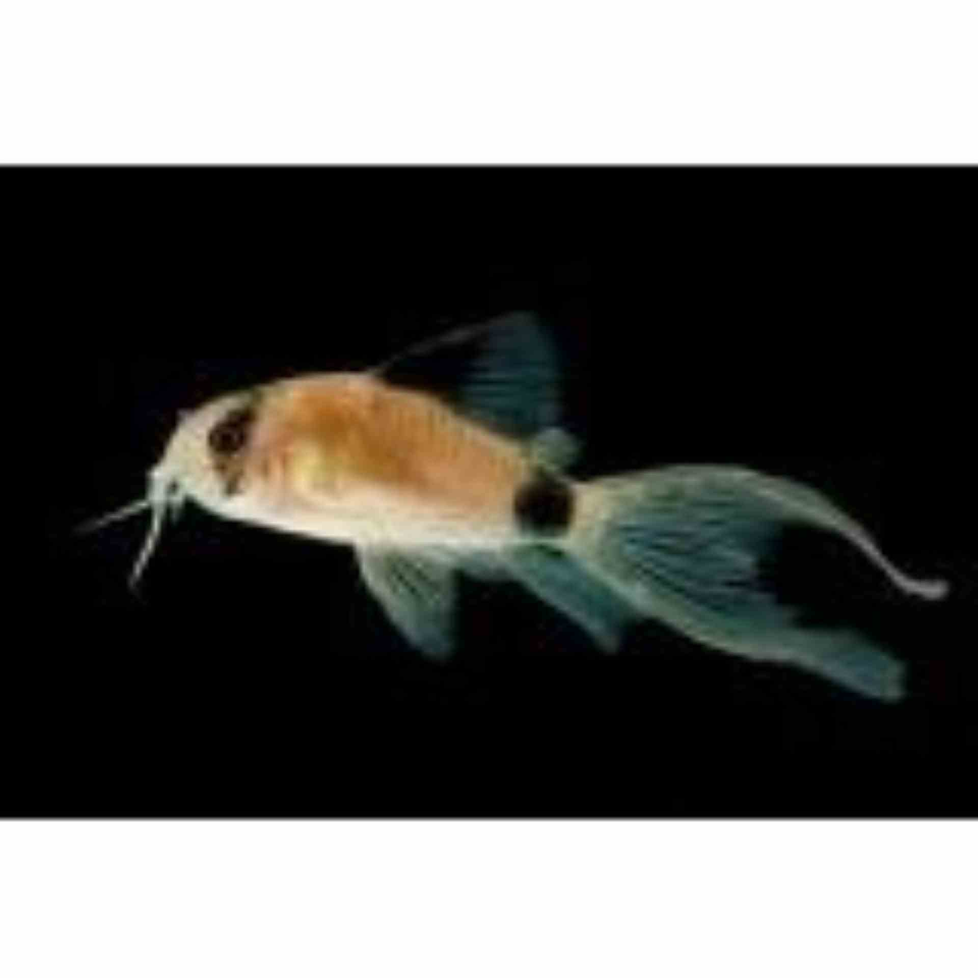 Corydoras Panda - Longfin (3cm)