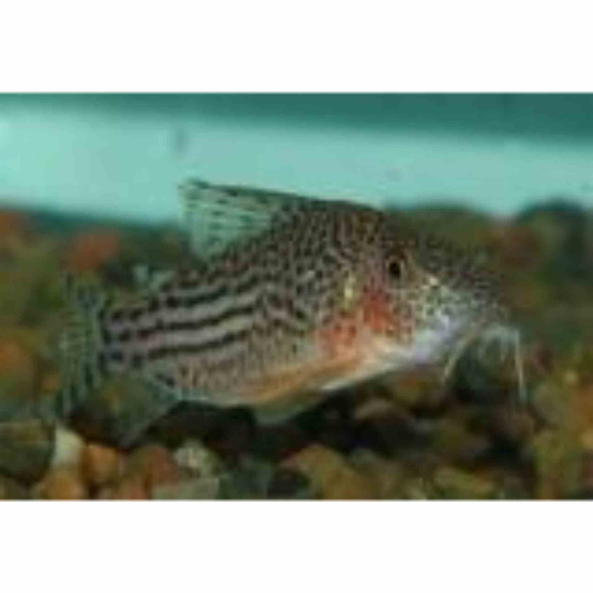 Corydoras Haraldschultzi - Wild (5cm)