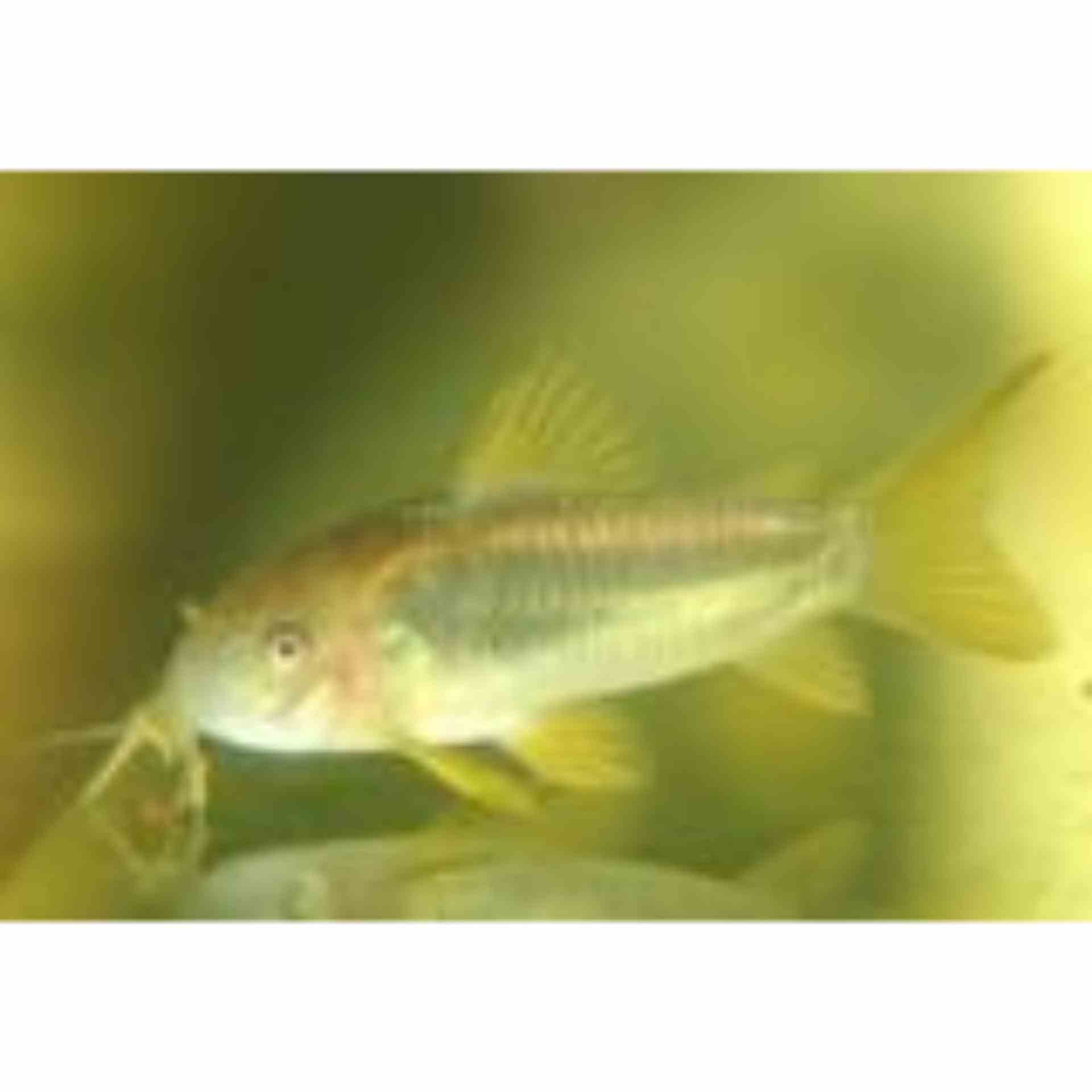 Corydoras Neon Gold Stripe - Taiwan Bred (3.5cm)