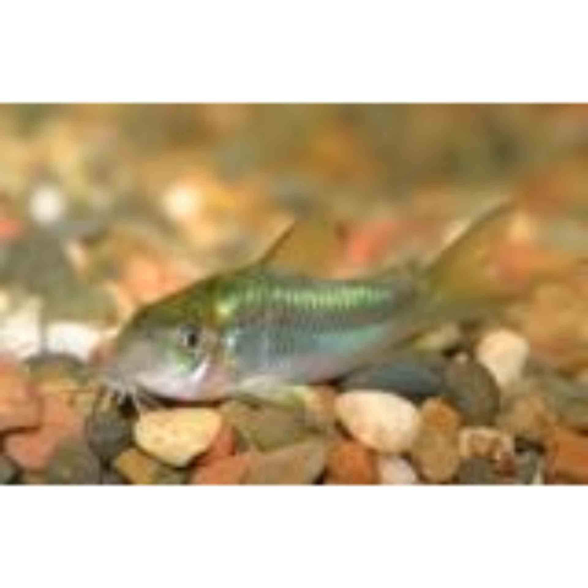 Corydoras Neon Green Stripe (3.5cm)