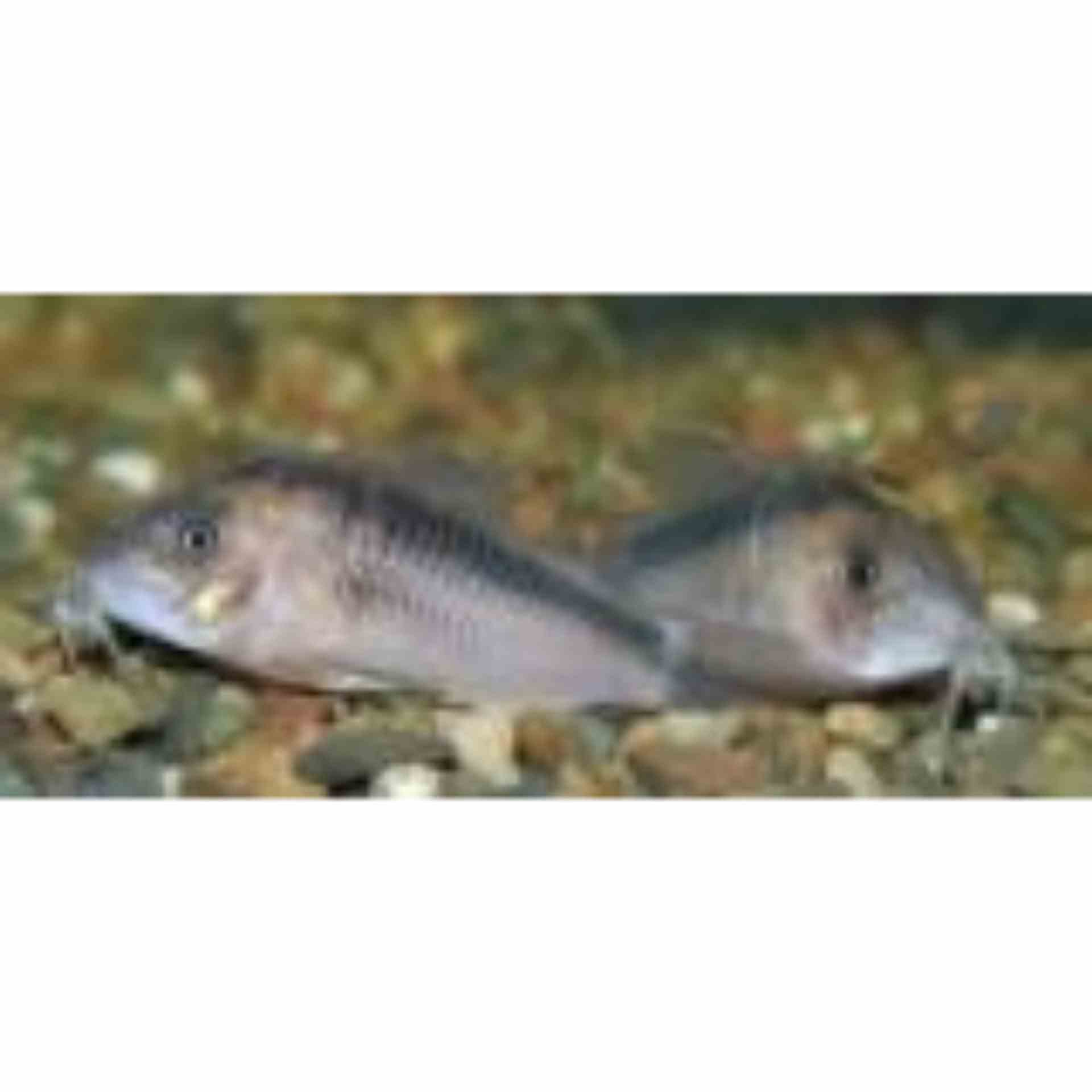 Corydoras Rabauti (3cm)