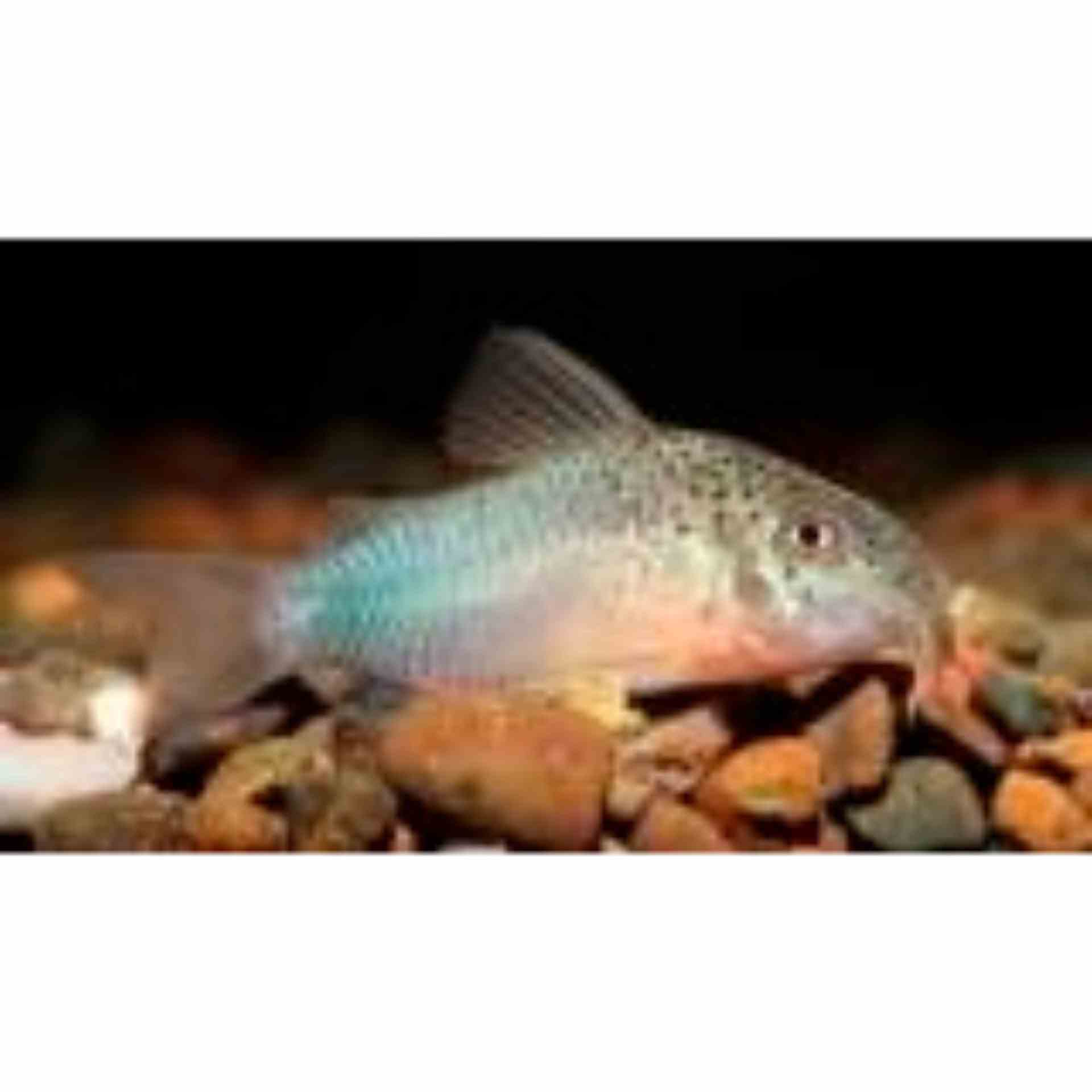 Corydoras Similis (3cm)
