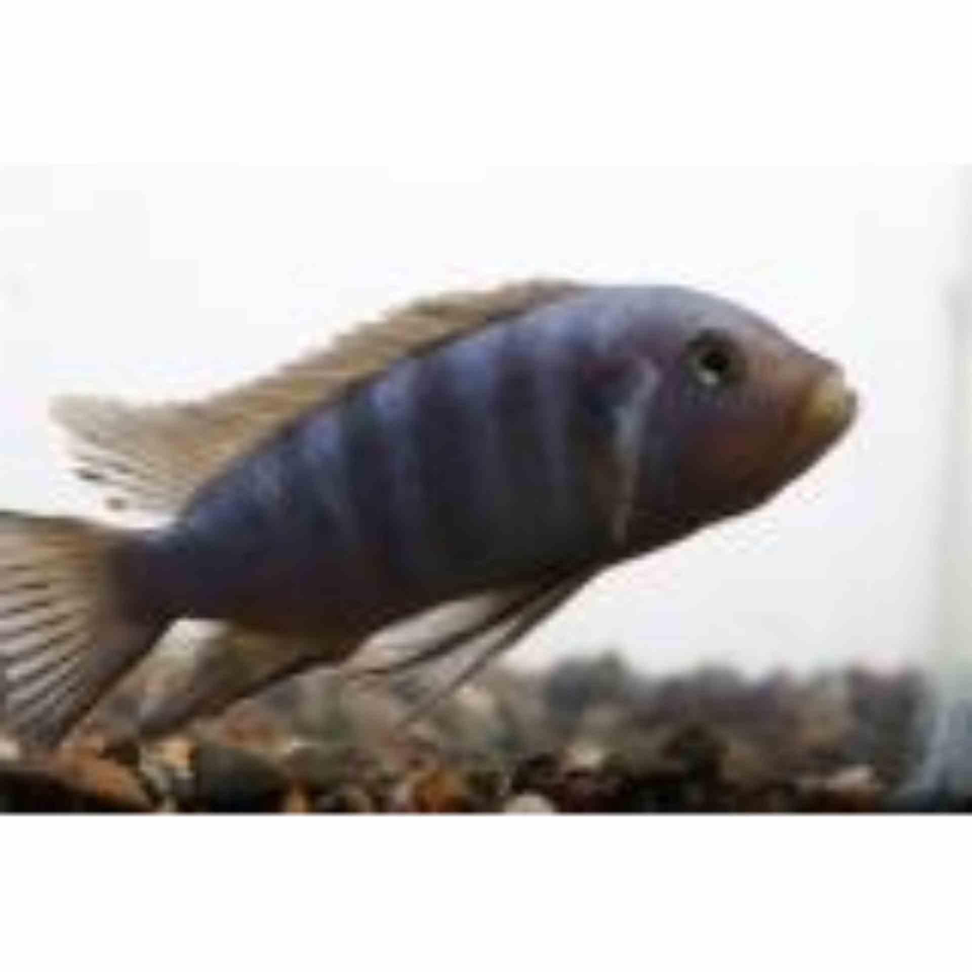 Cynotilapia Pulpican (4cm)