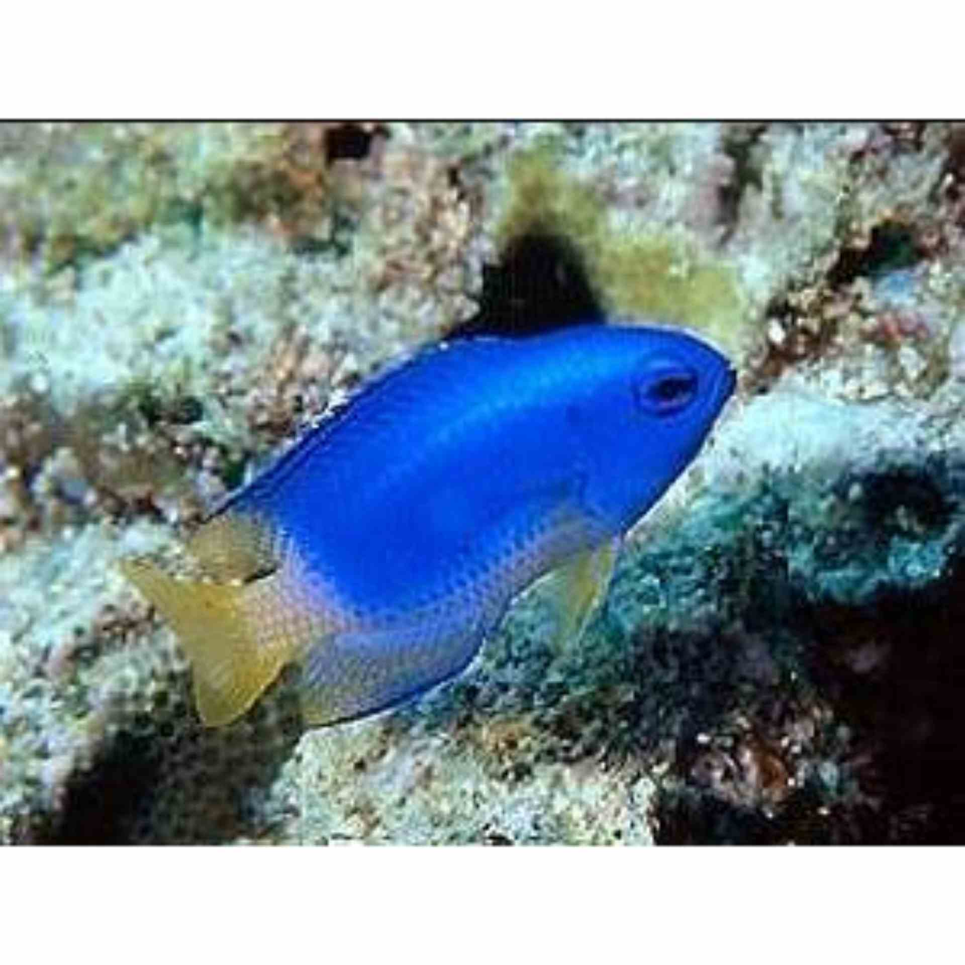 Damselfish - Blue And Gold (MED)