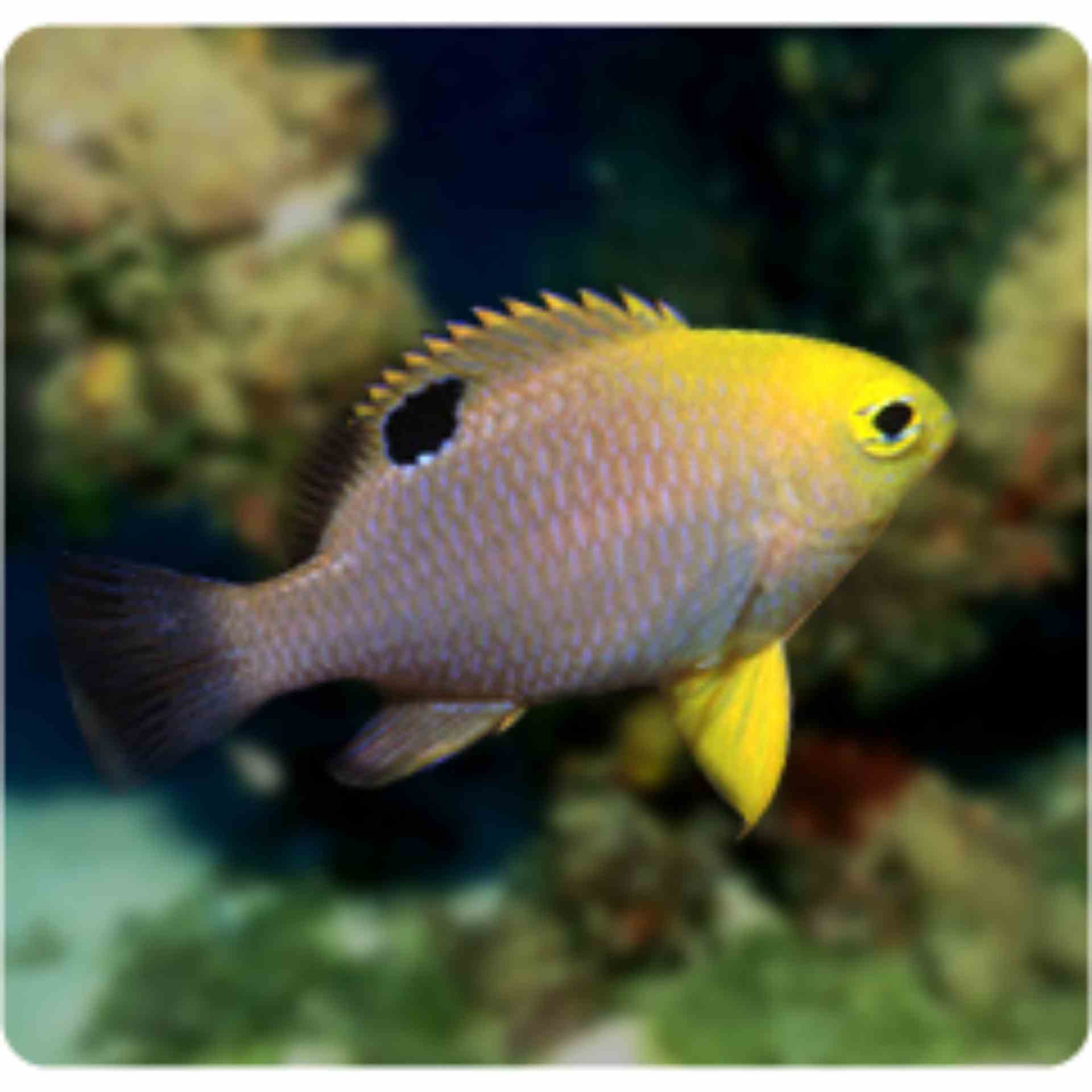 Damselfish - Talbot's (MED)