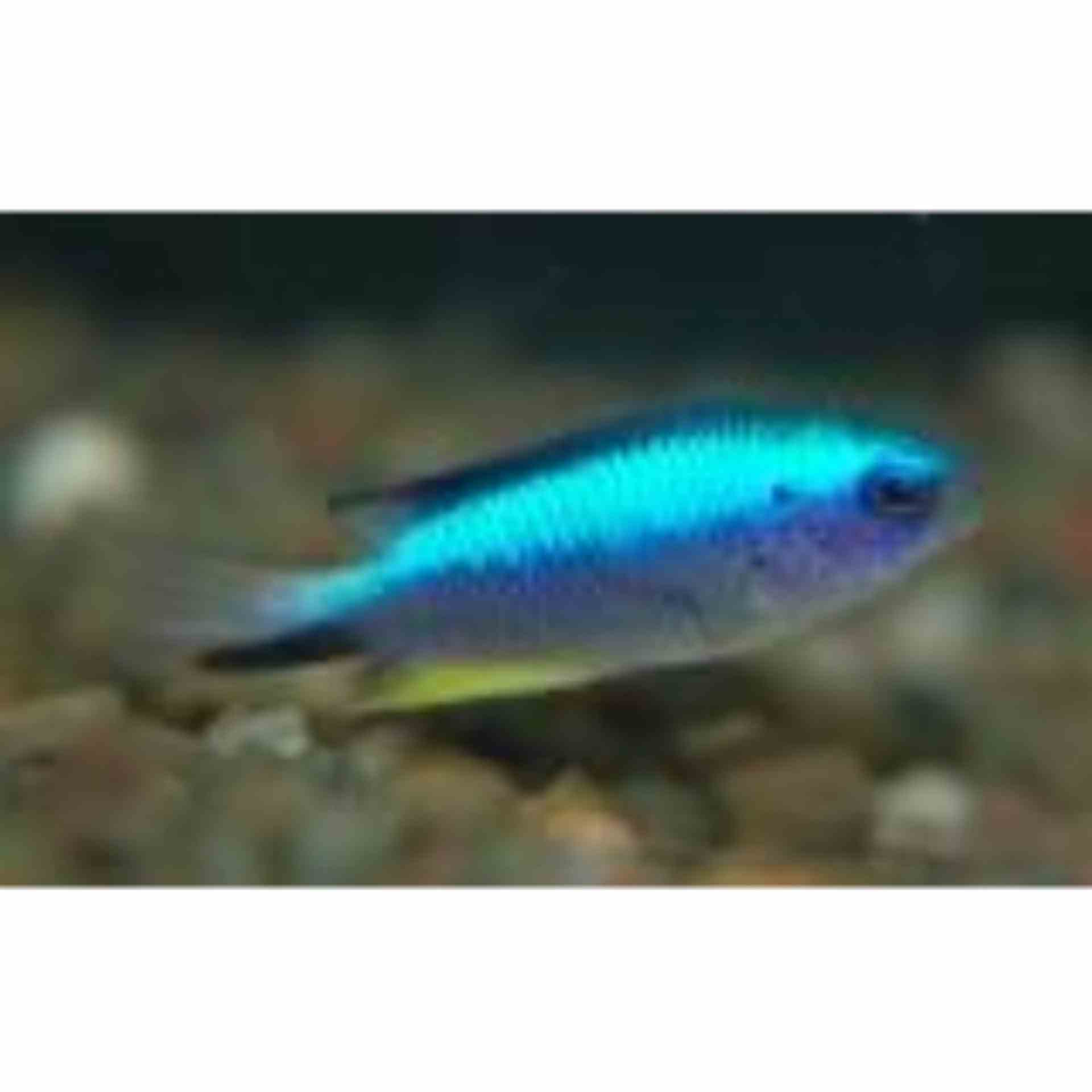 Damselfish - Allens (MED)