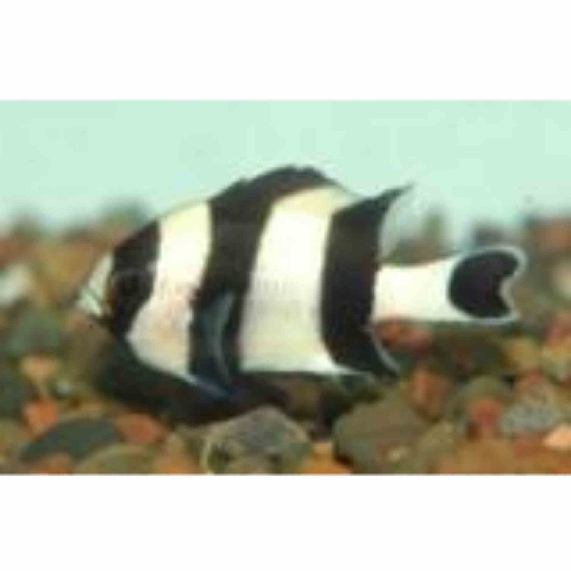 Damselfish - Black Tail Humbug (MED)