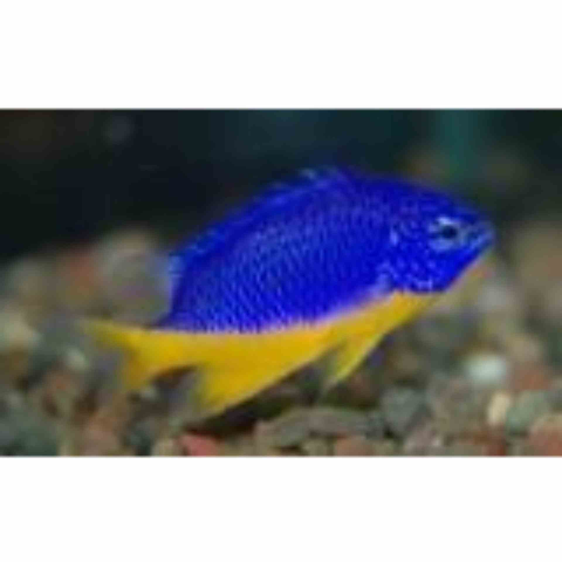 Damselfish - Yellow Belly (MED)