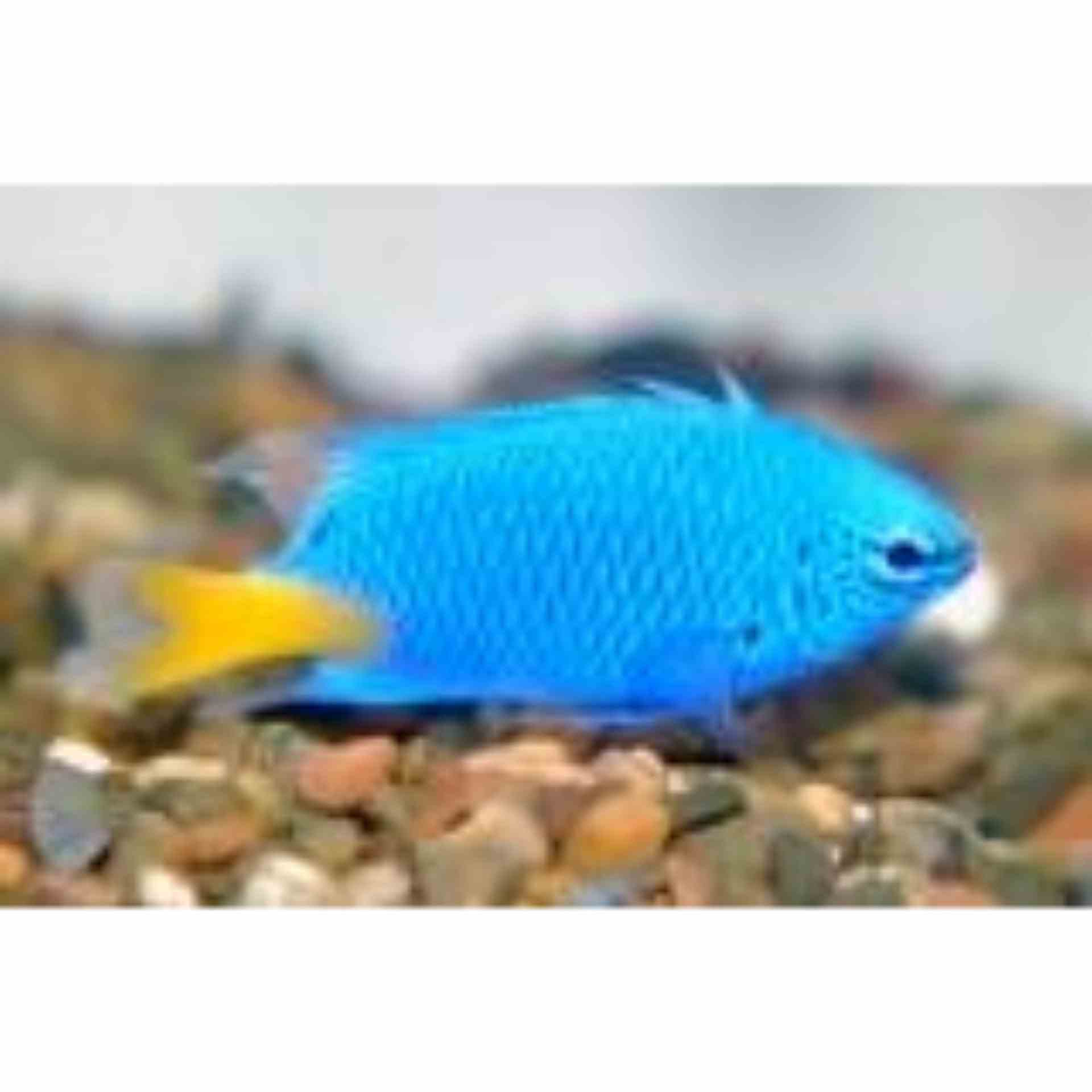 Damselfish - Yellow Tail Blue (MED)