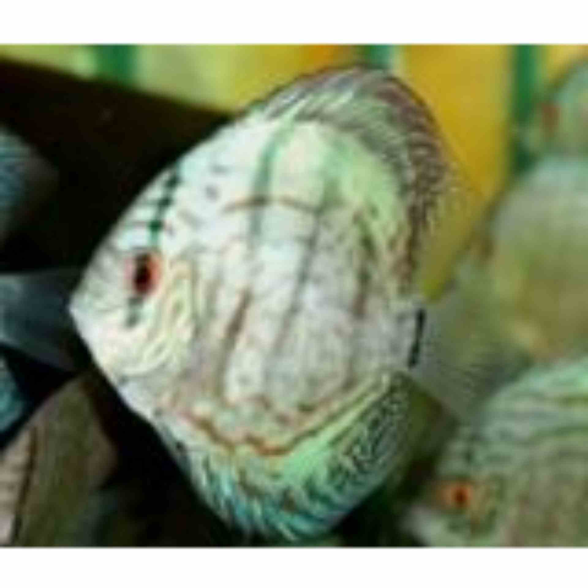 Assorted Discus Local (9cm)