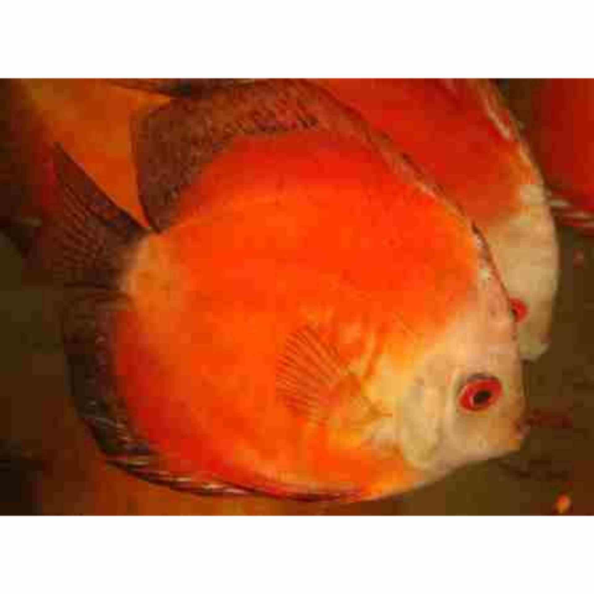 Marlboro Red Discus (7cm)