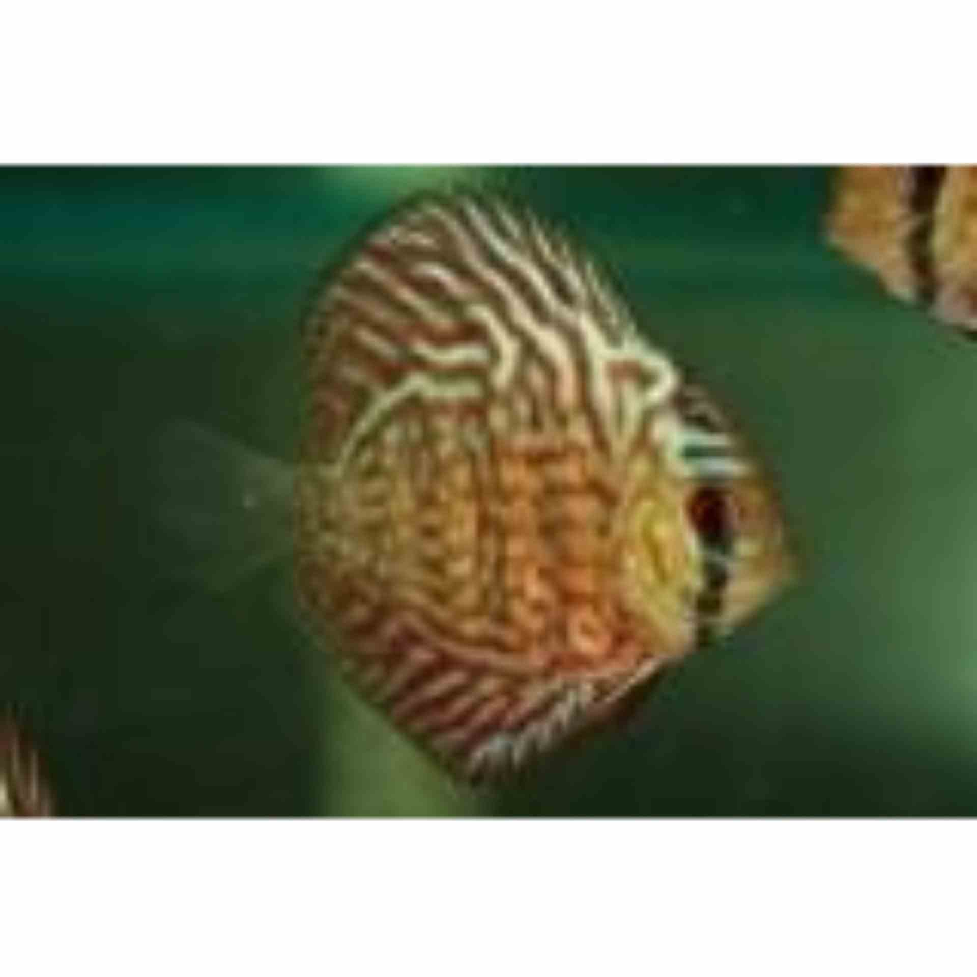 Red Turquoise Discus (8-9cm) (9cm)