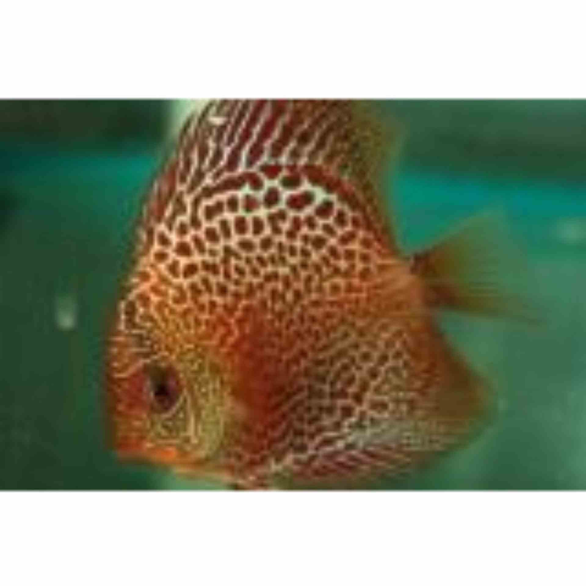 Spotted Leopard Discus (5cm)