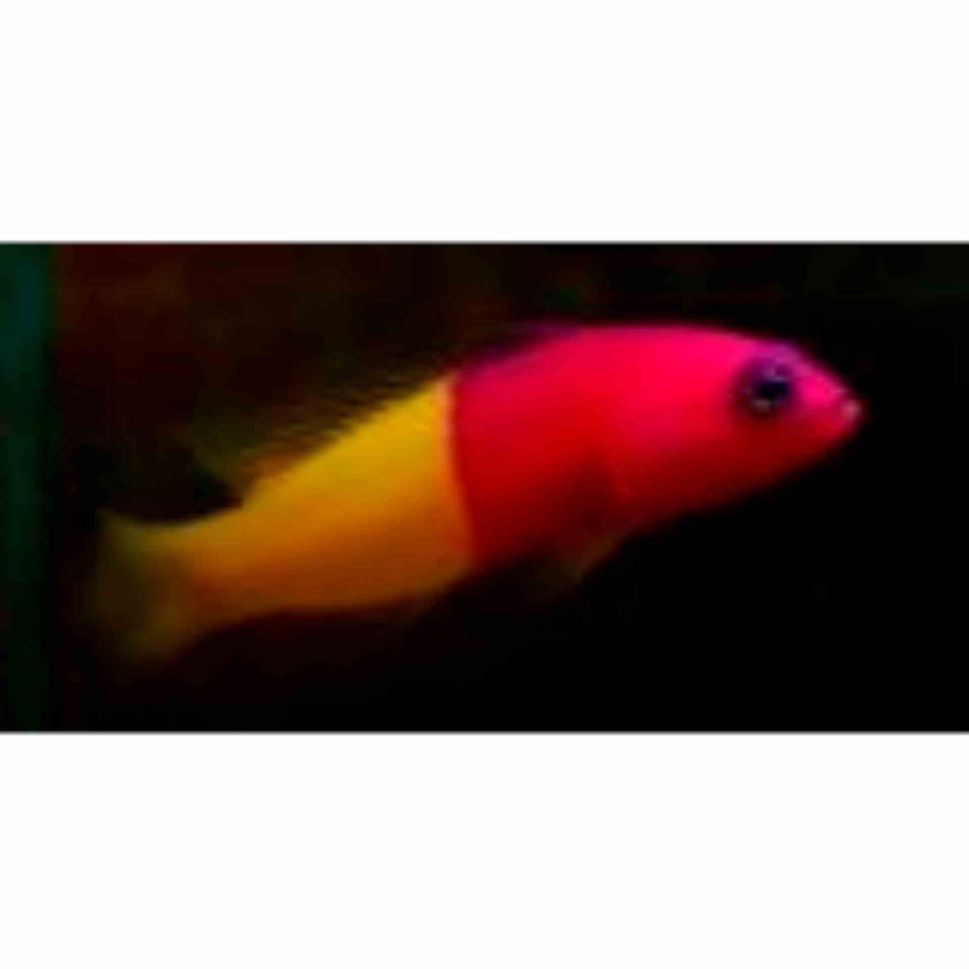 Dottyback - Royal (bicolour) (MED)