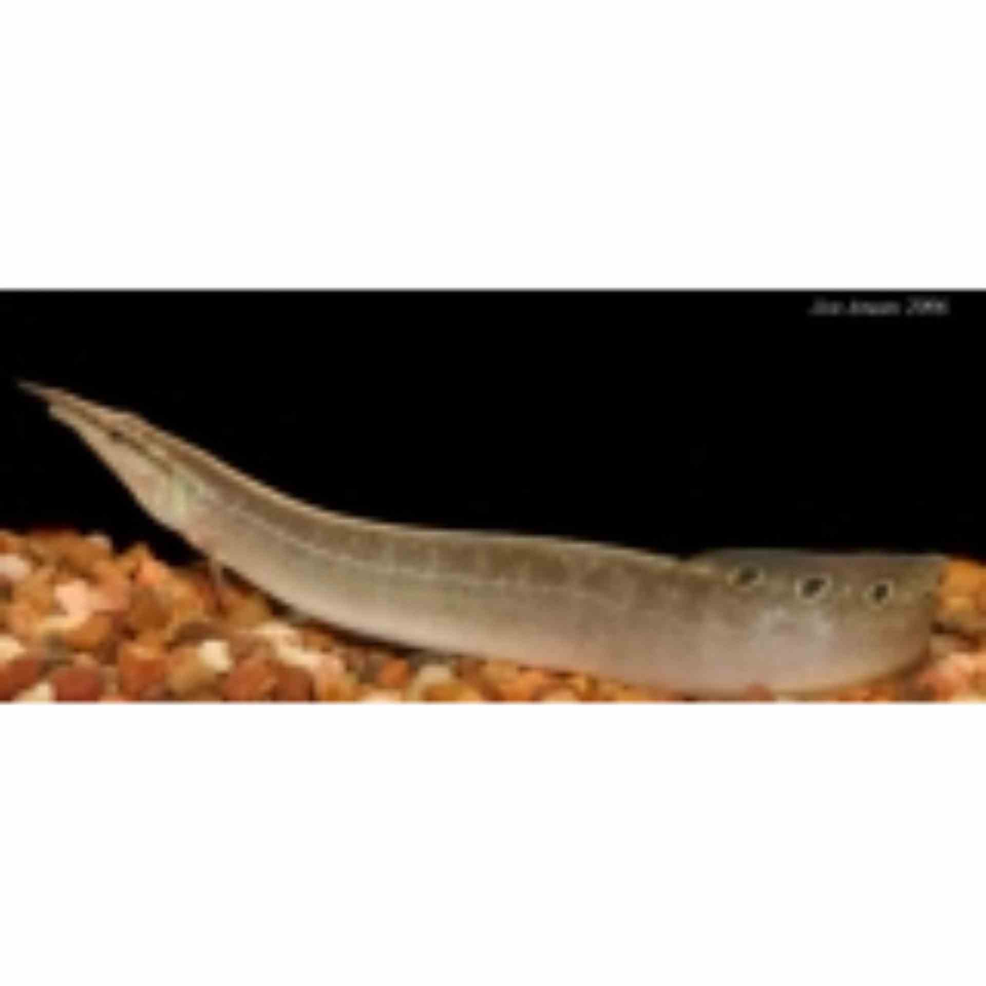 Spiney Eel (12cm)