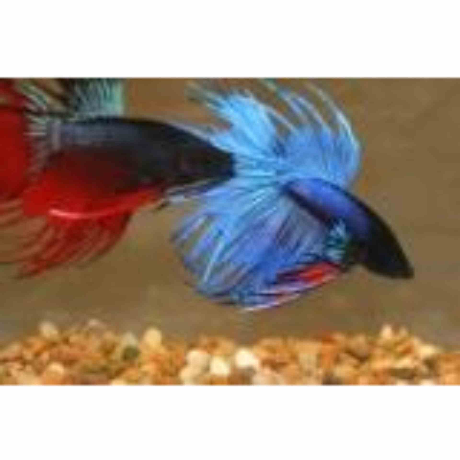 Betta Male Crown (6cm)