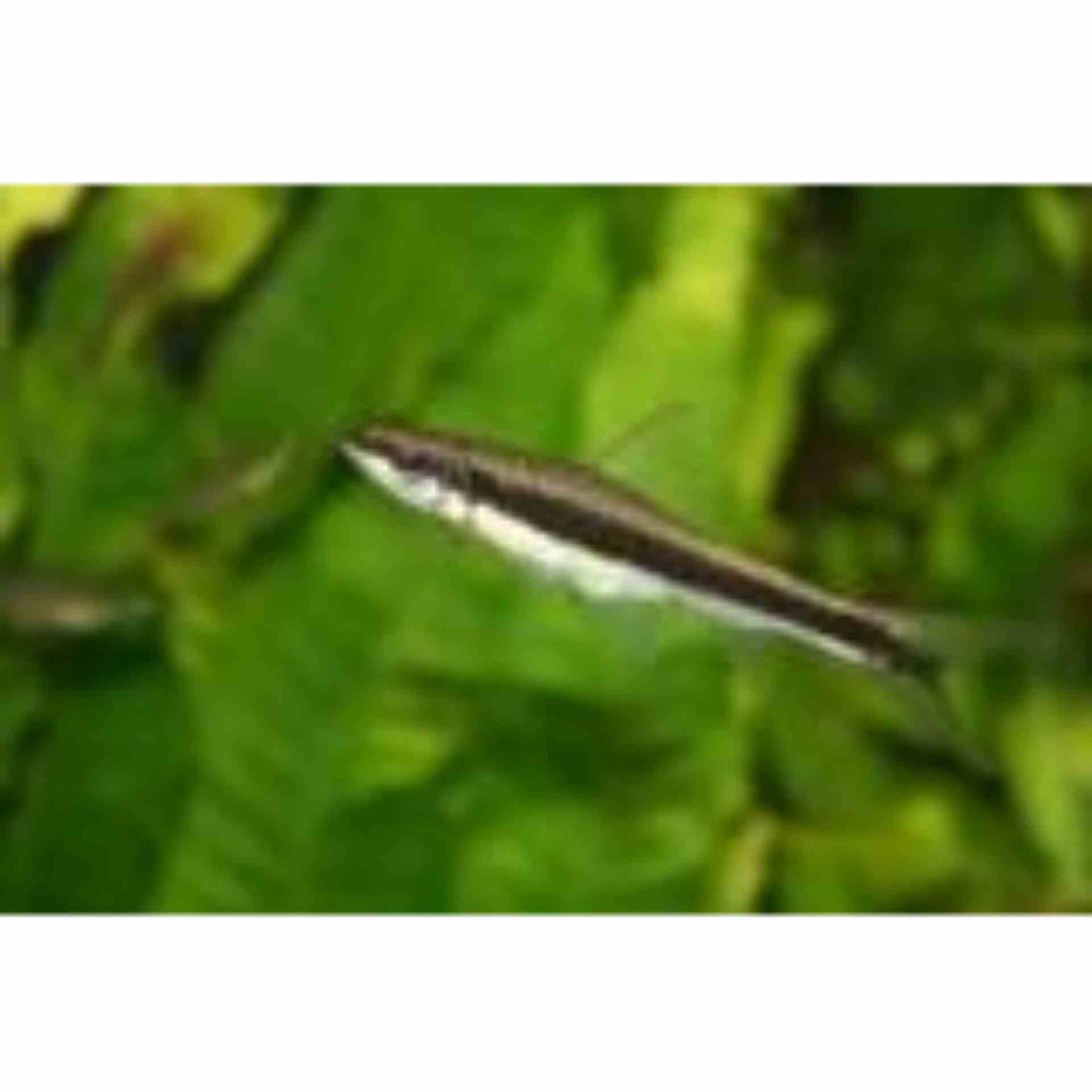 Flying Fox Siamese (sae) (7cm)