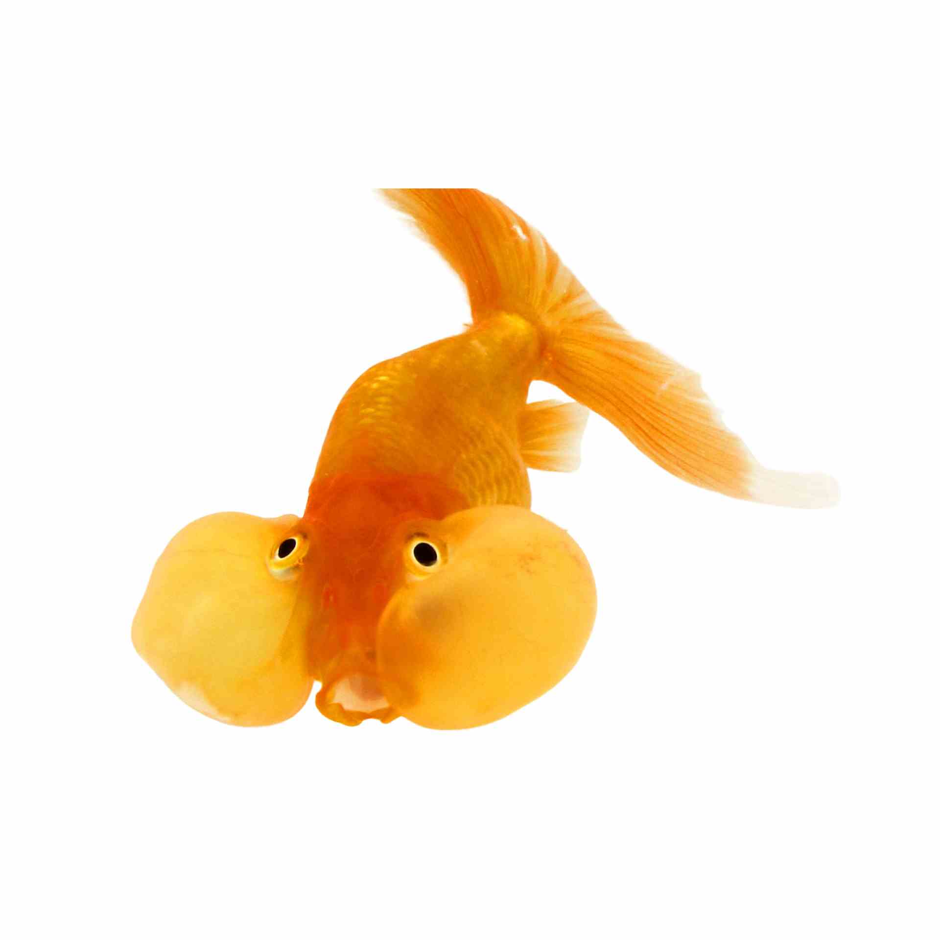 Bubble Eye Red (5cm)