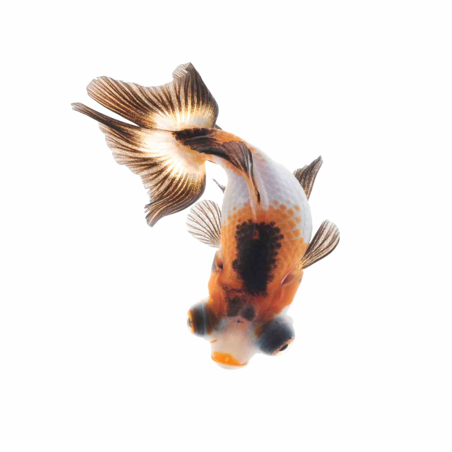 Assorted Butterfly Tail (5cm)