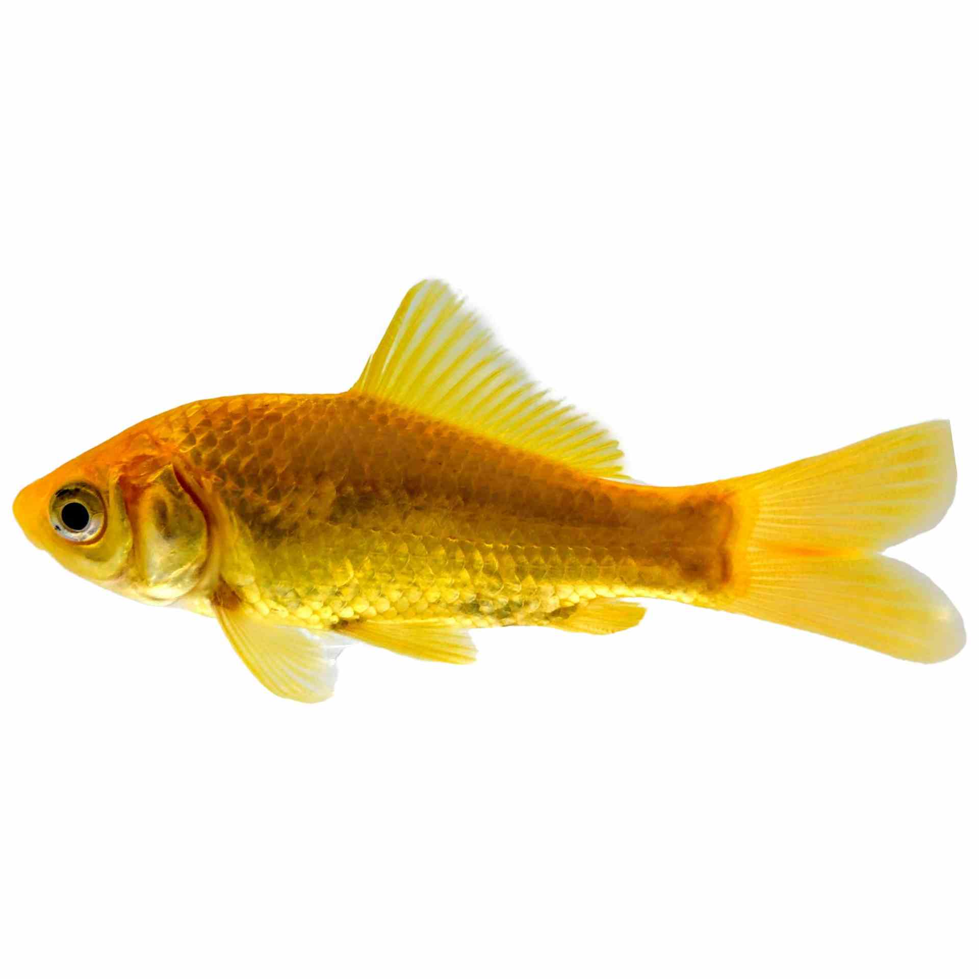 Comet Golden (5cm)