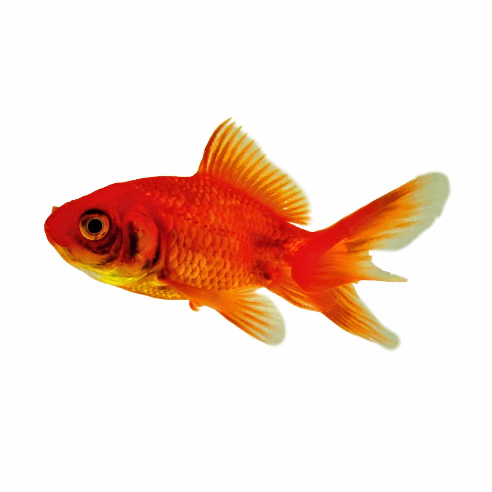 Fantail Red (5cm)