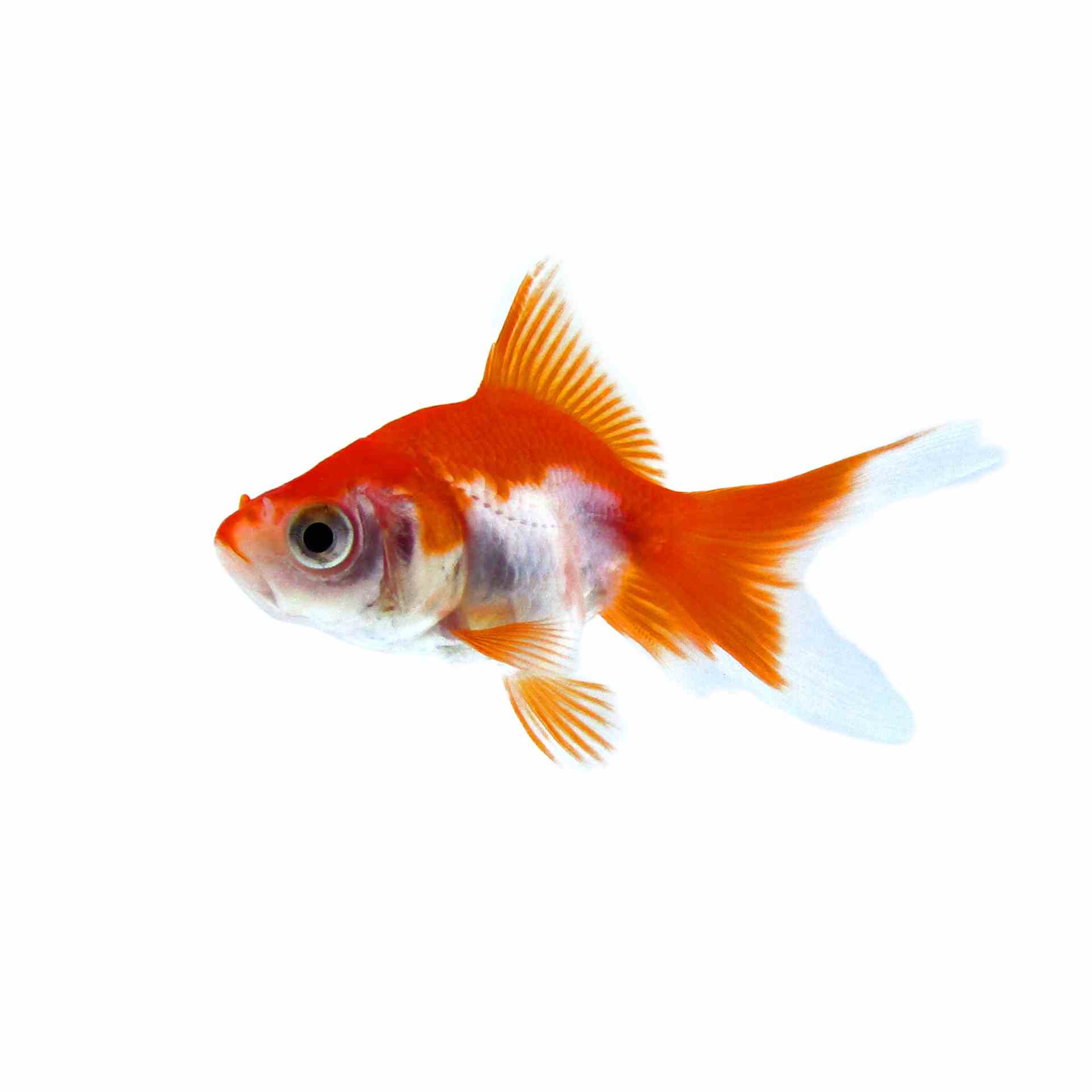 Fantail Red & White (5cm)