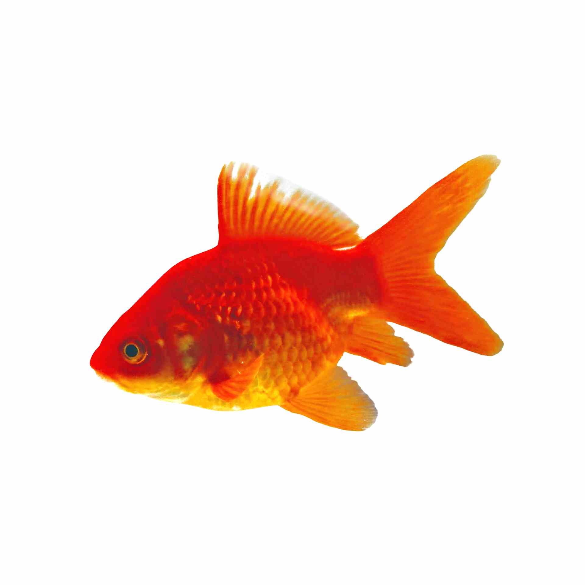 Nymph Goldfish (5cm)