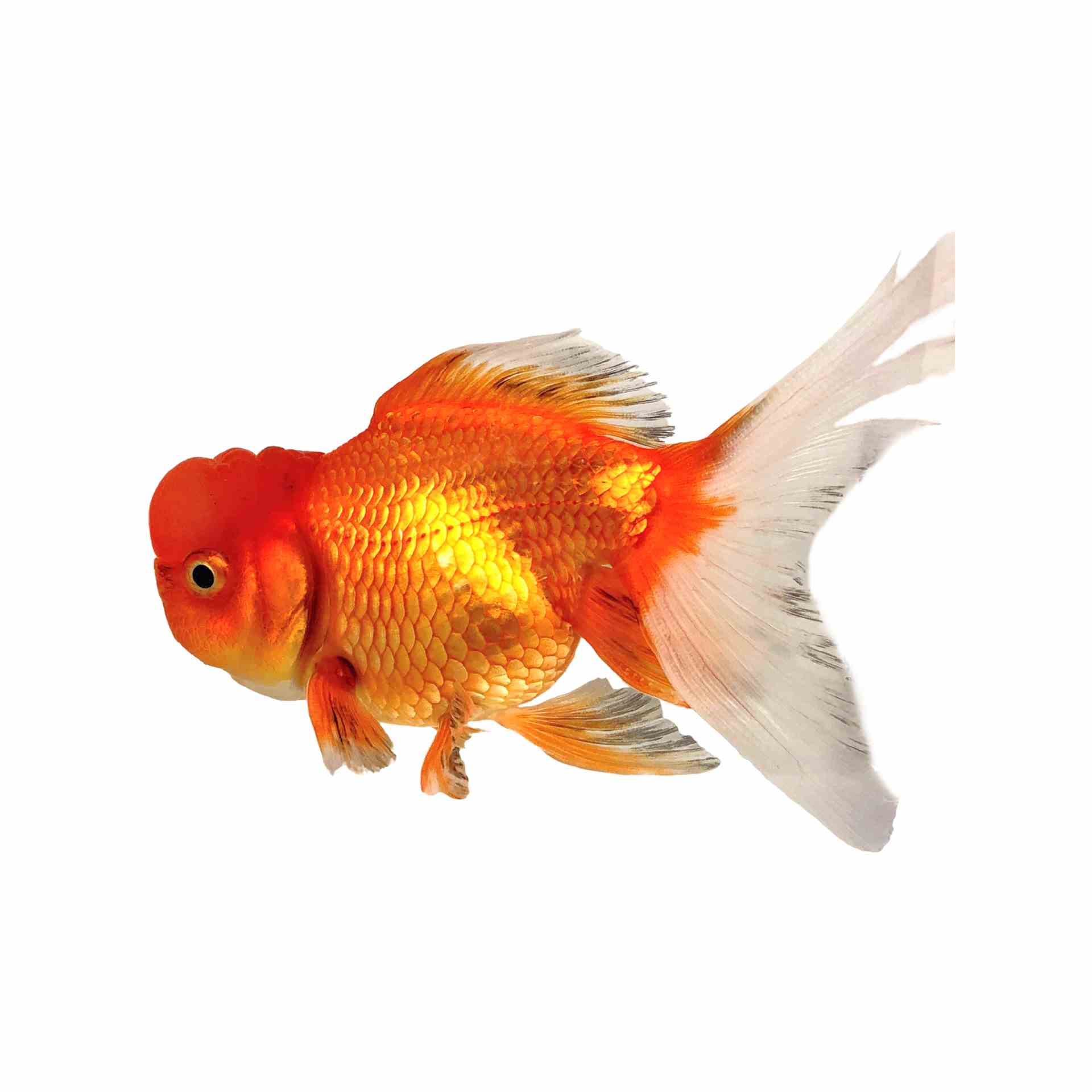 Crown Head Oranda (9cm)