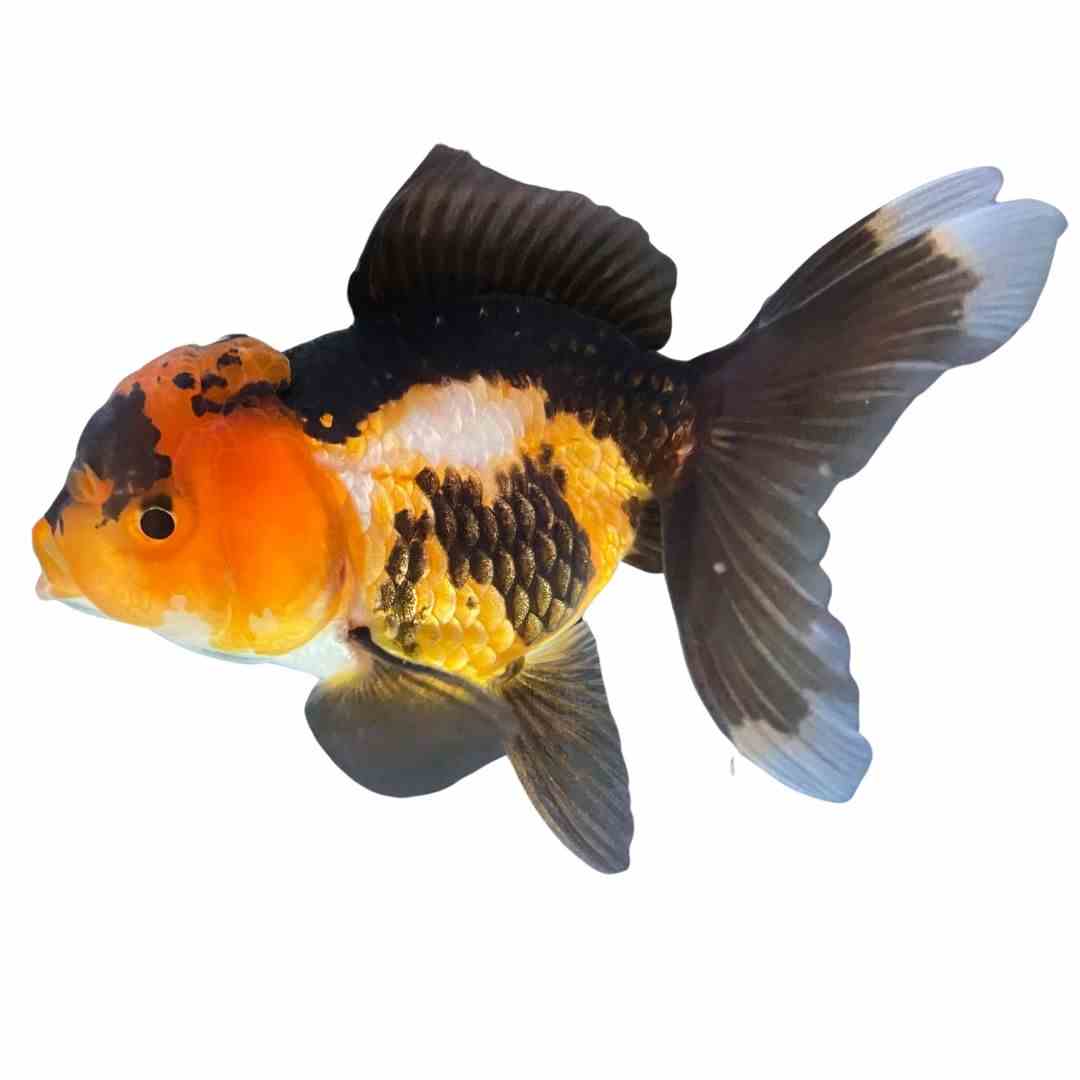 Oranda Multi Colour (10-12cm) (12cm)