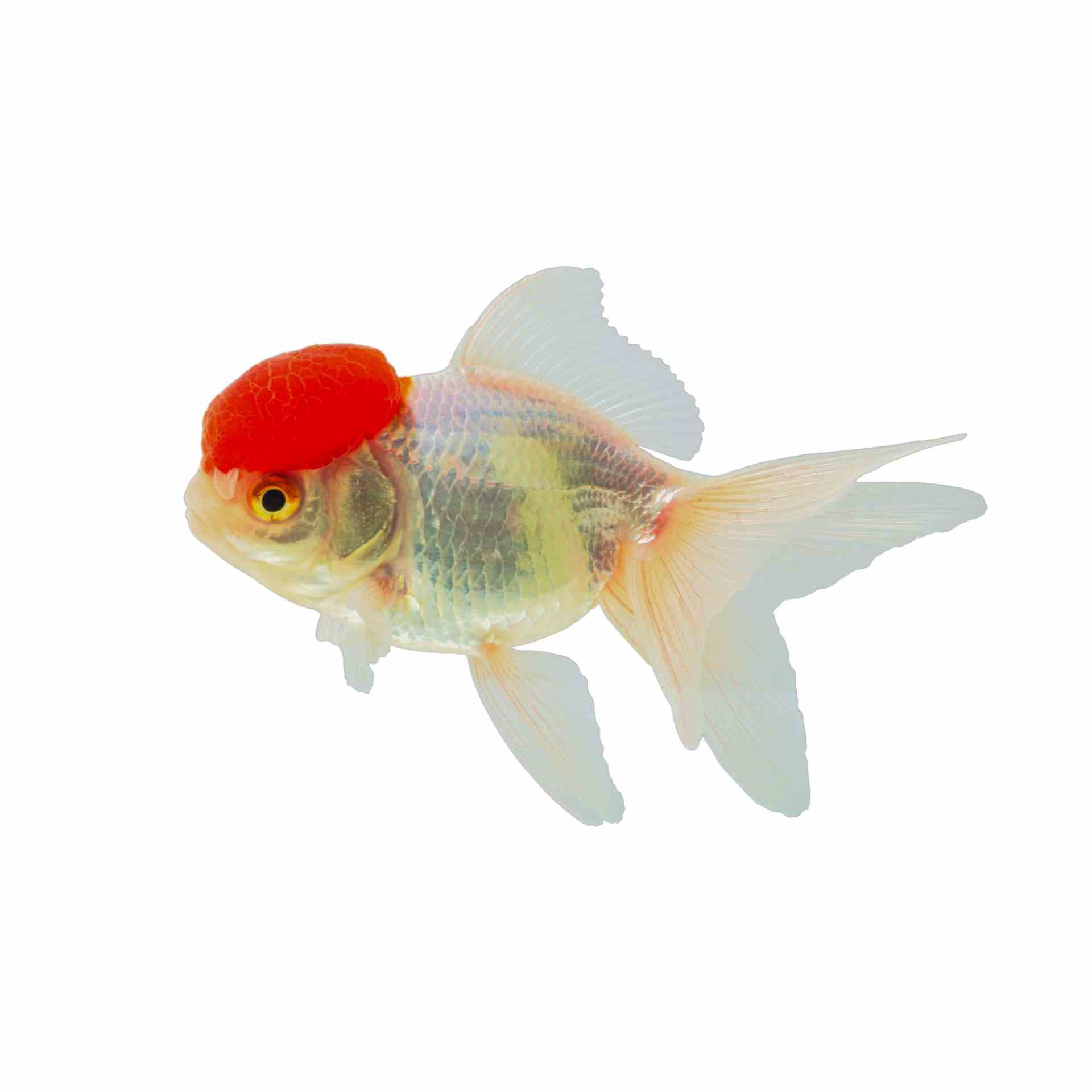 Oranda Red Cap (9cm)