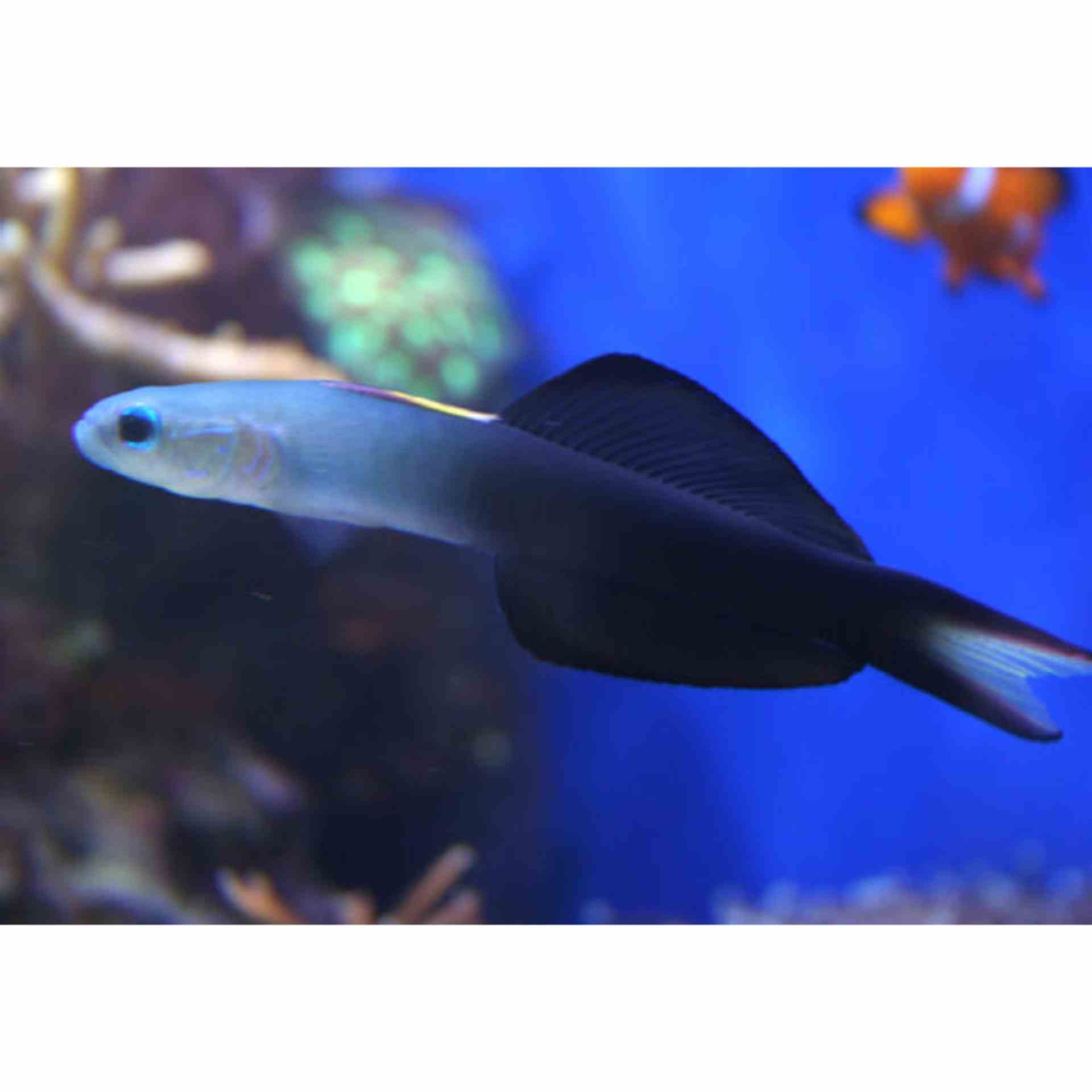 Goby - Black Scissortail Dartfish (MED)