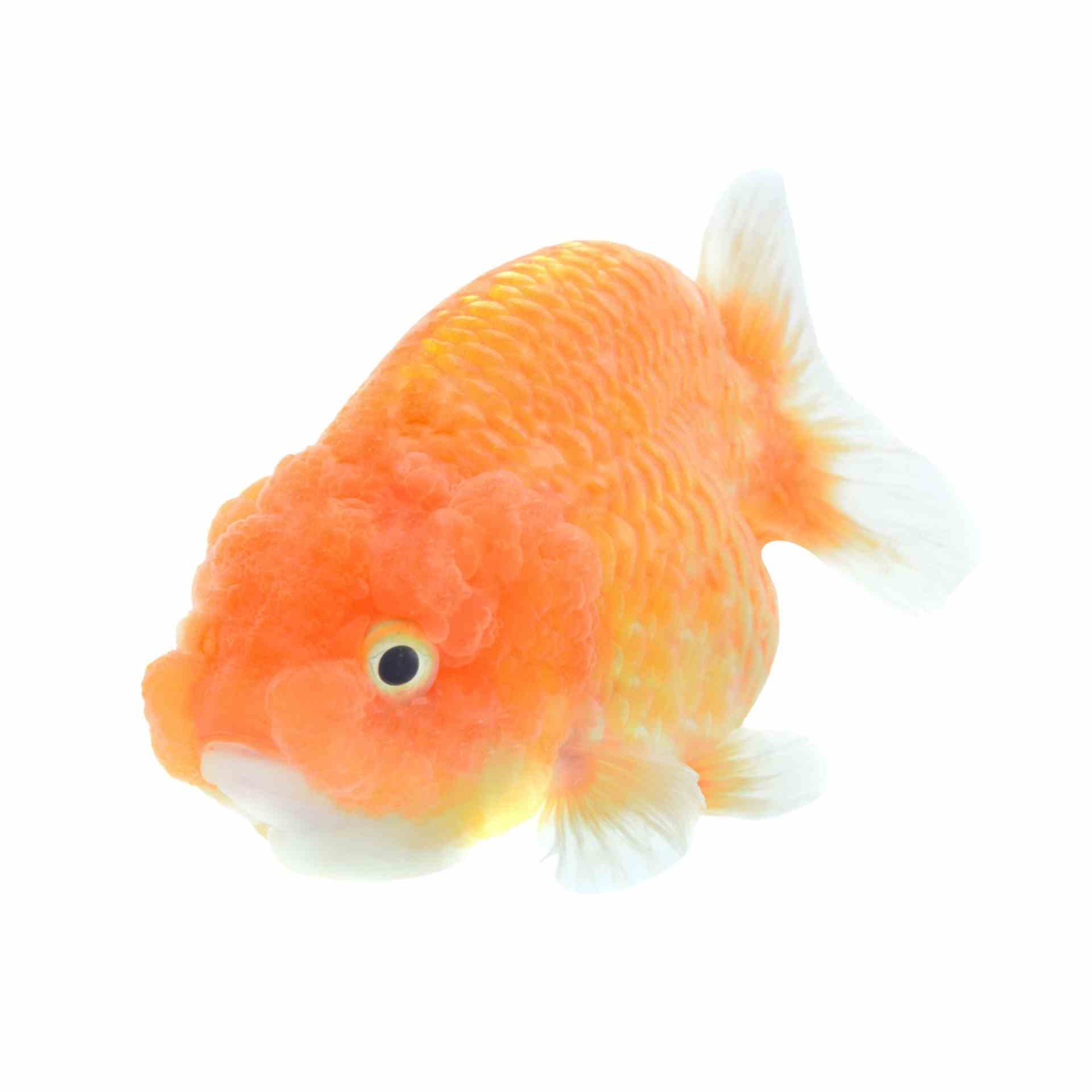 Assorted Ranchu (15cm)