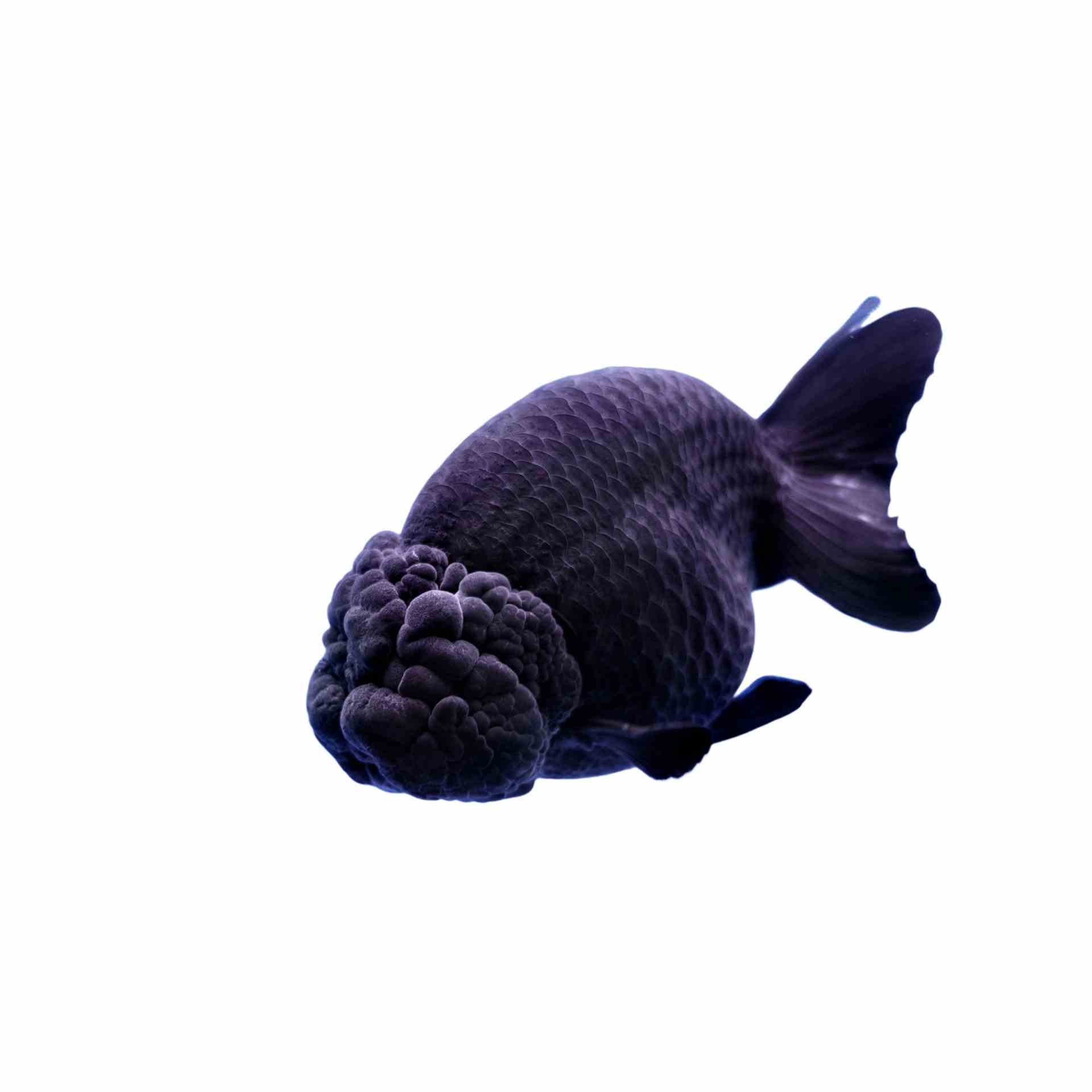 Ranchu Black (4-5cm) (5cm)