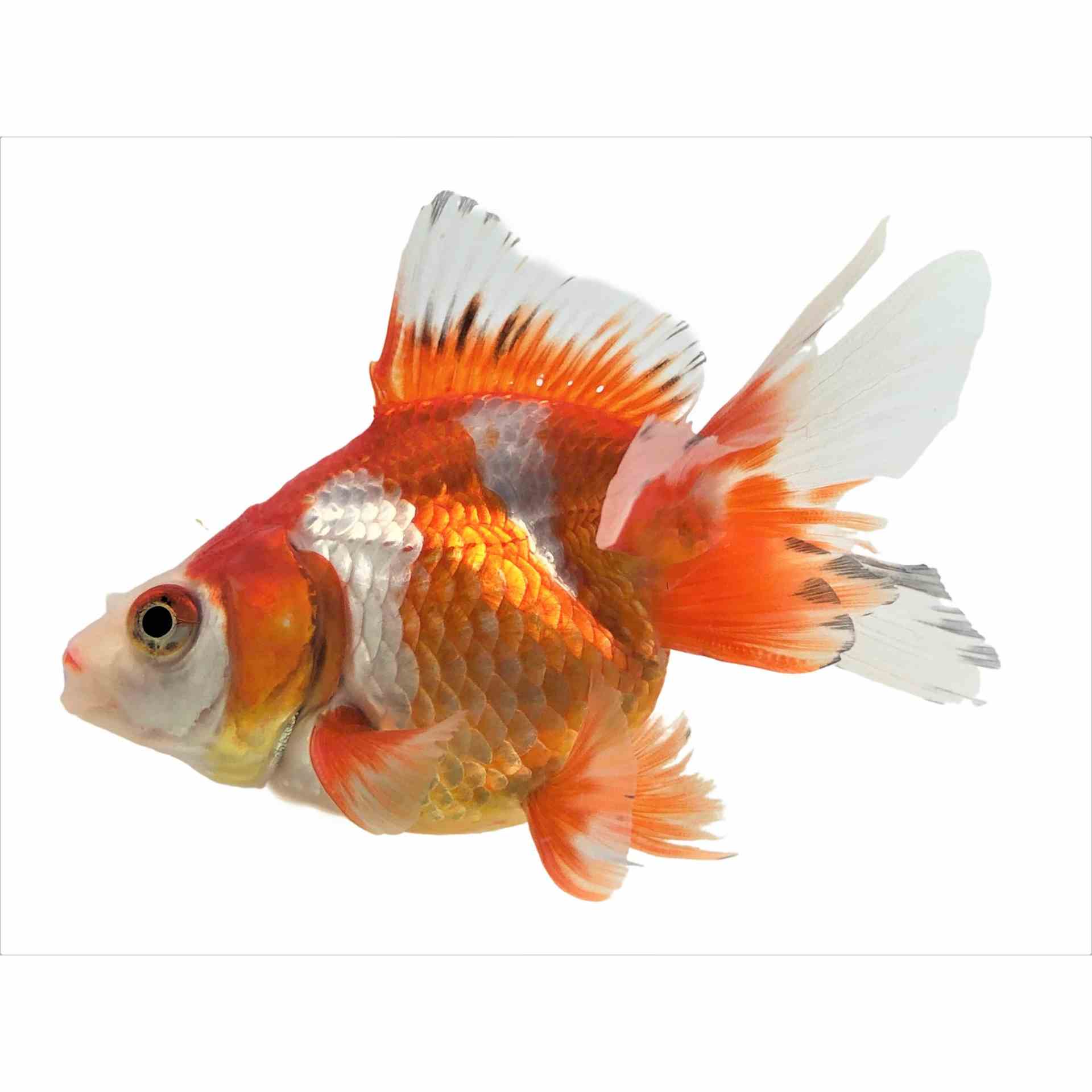 Assorted Ryukin (7cm)