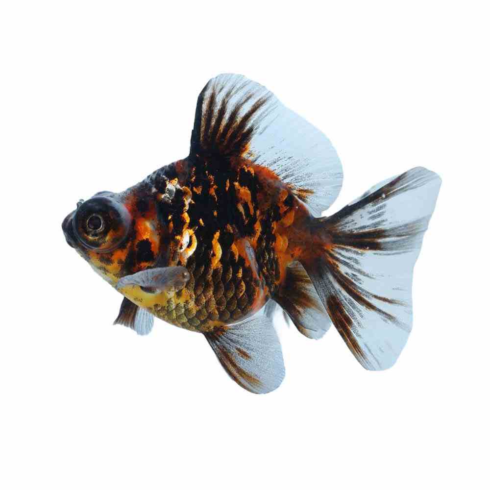 Ryukin Calico Dragon Eye (12cm)
