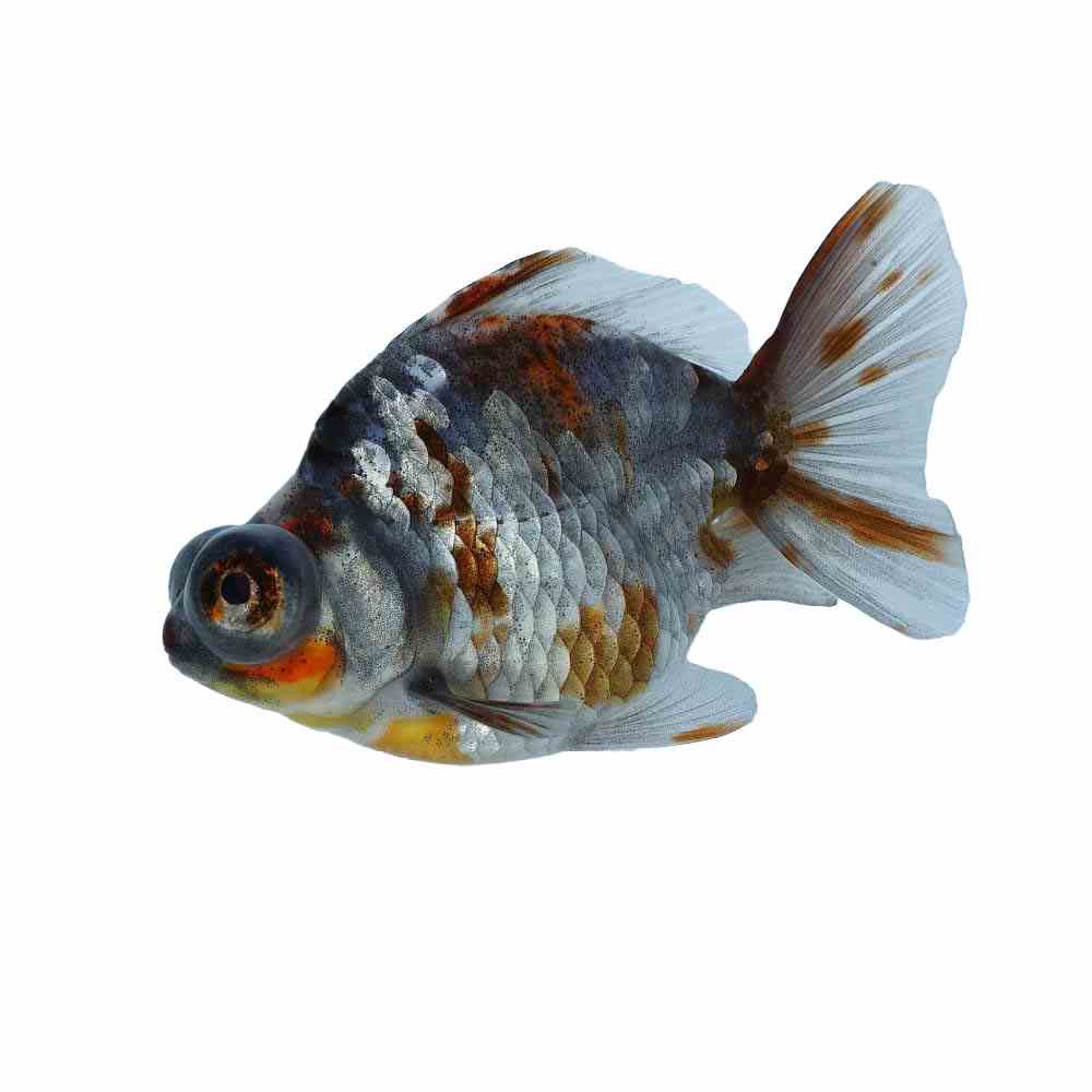 Calico Dragon Eye Shorttail (12cm)