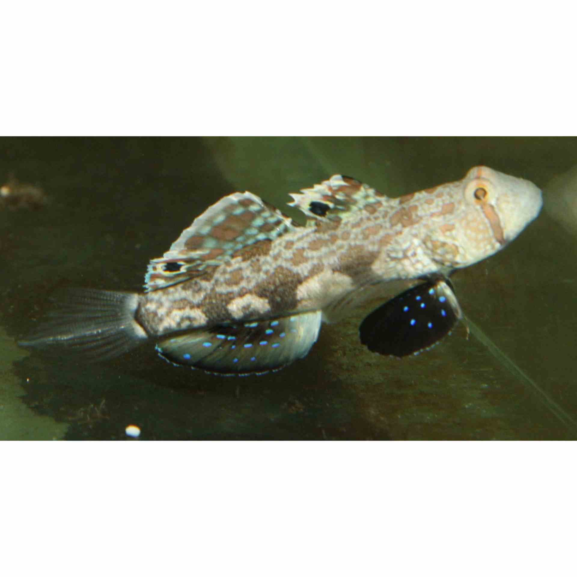 Goby - Signal (MED)