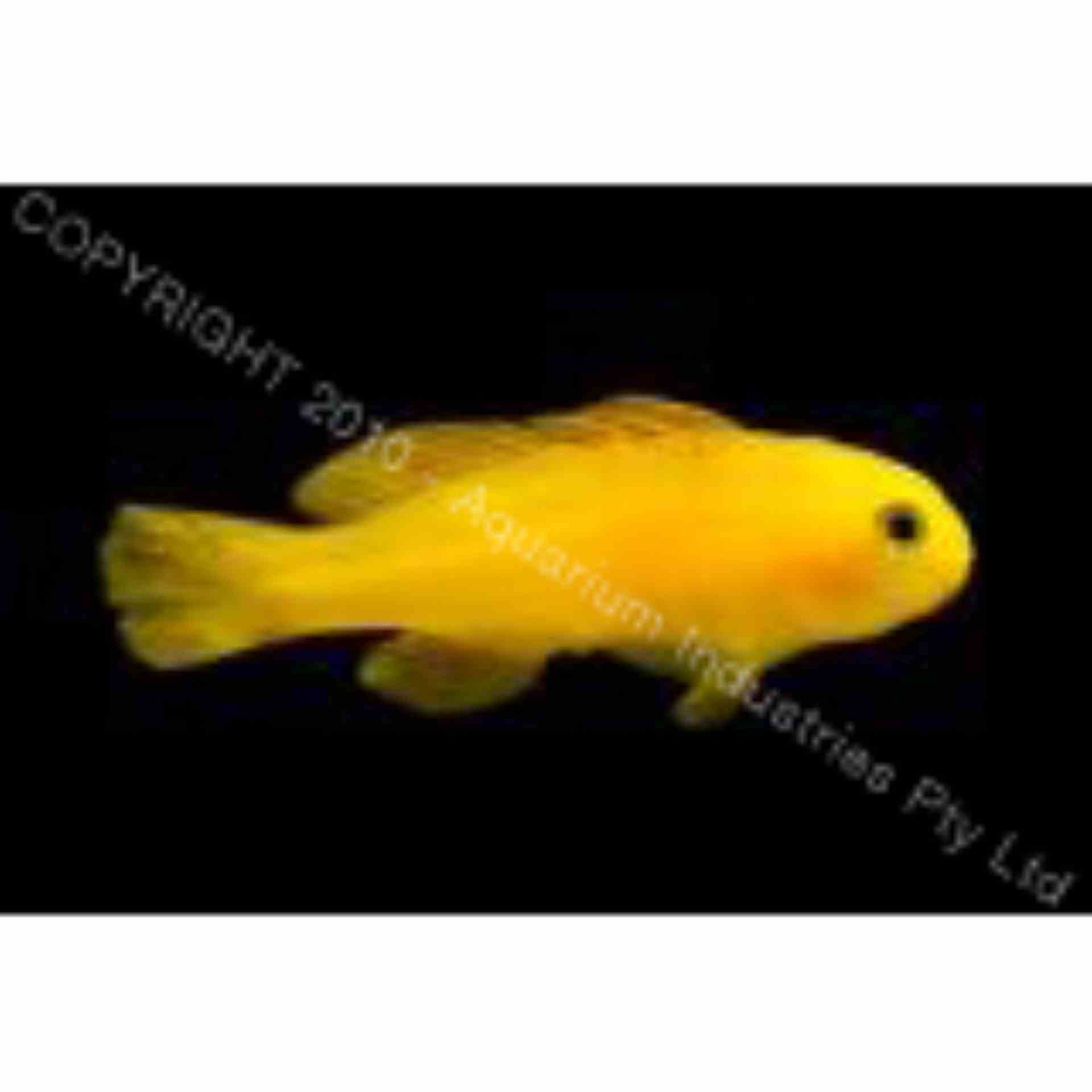 Goby - Yellow Clown (MED)