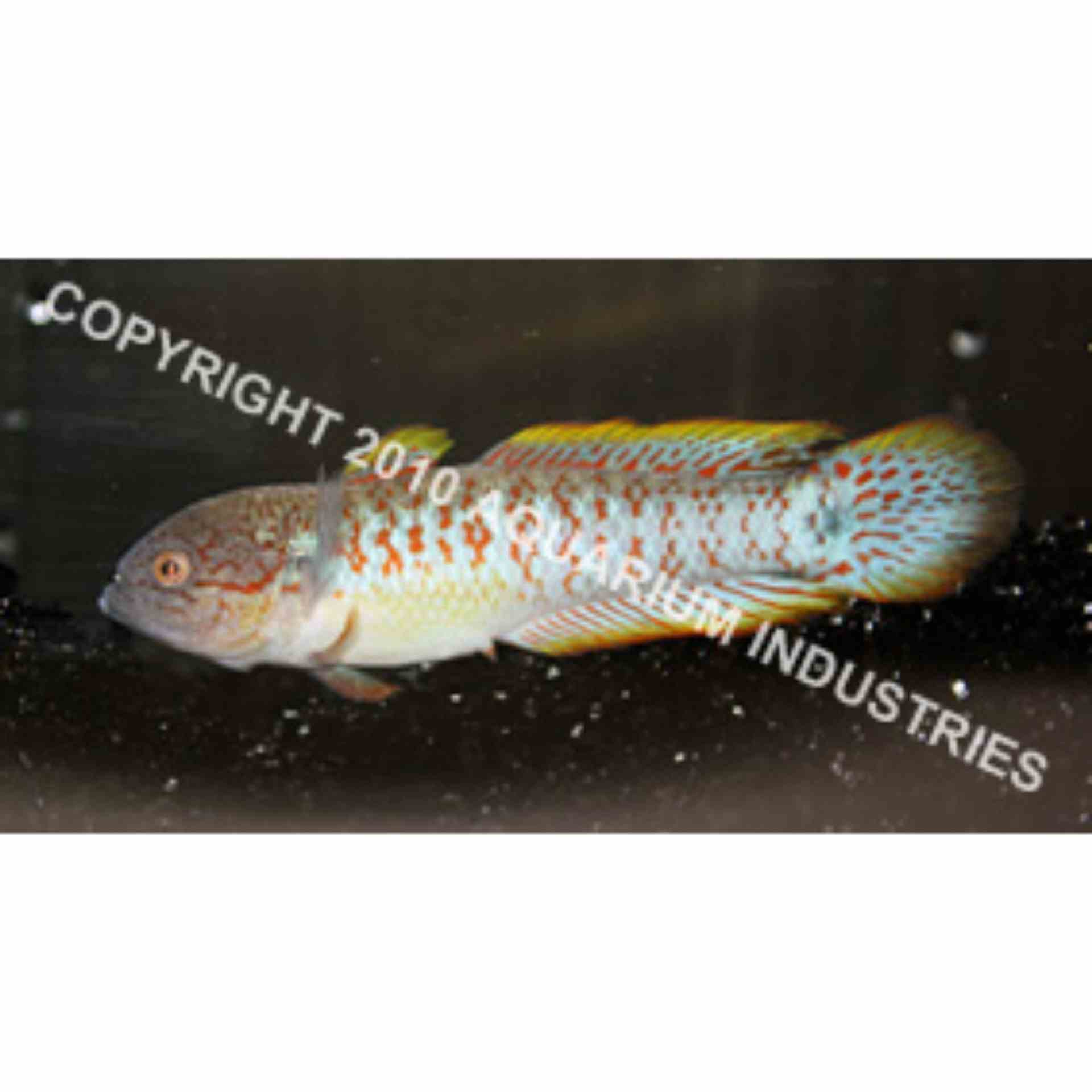 Gudgeon Peacock N.g. (4cm)