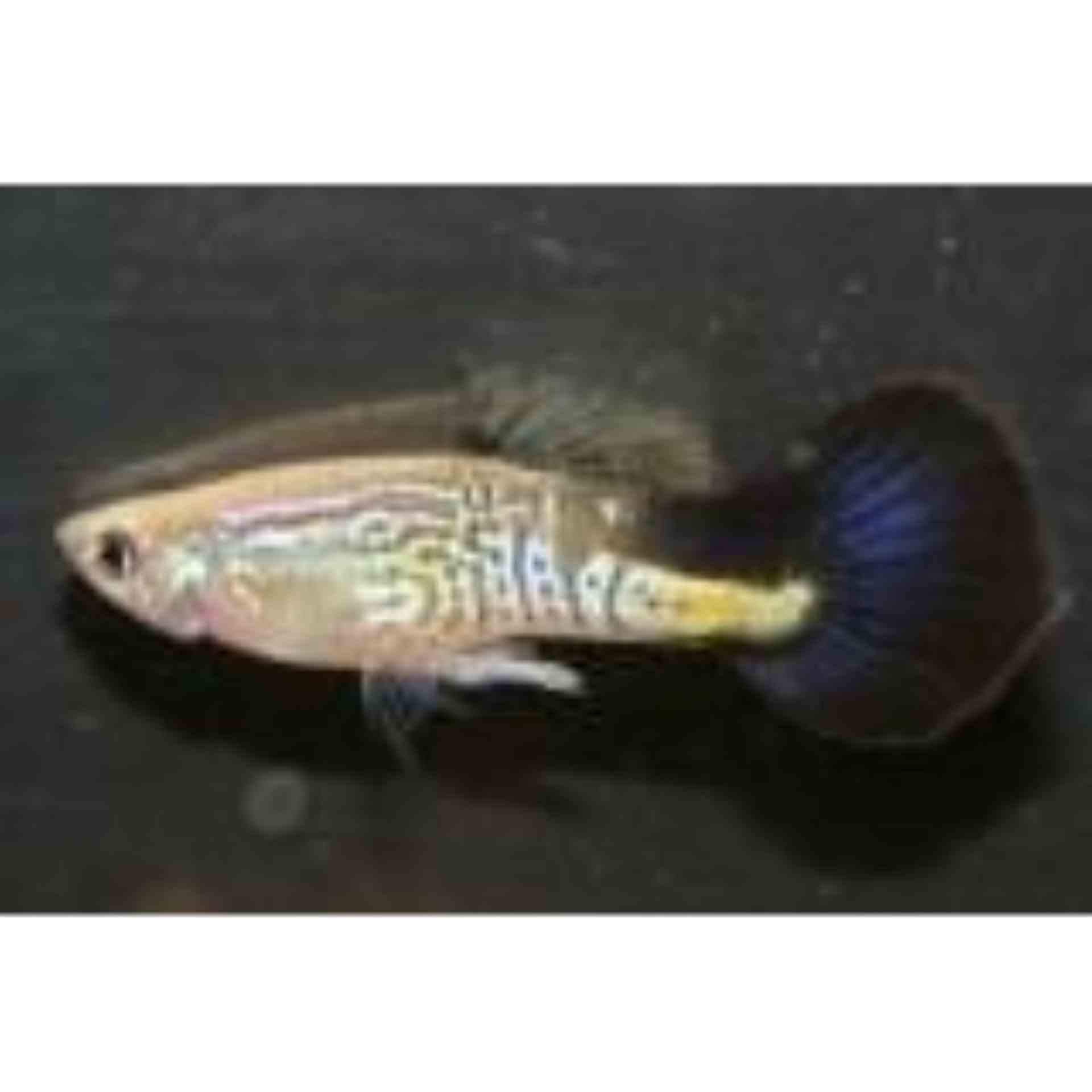 Guppy Male Black Cobra (3-4cm) (3.5cm)