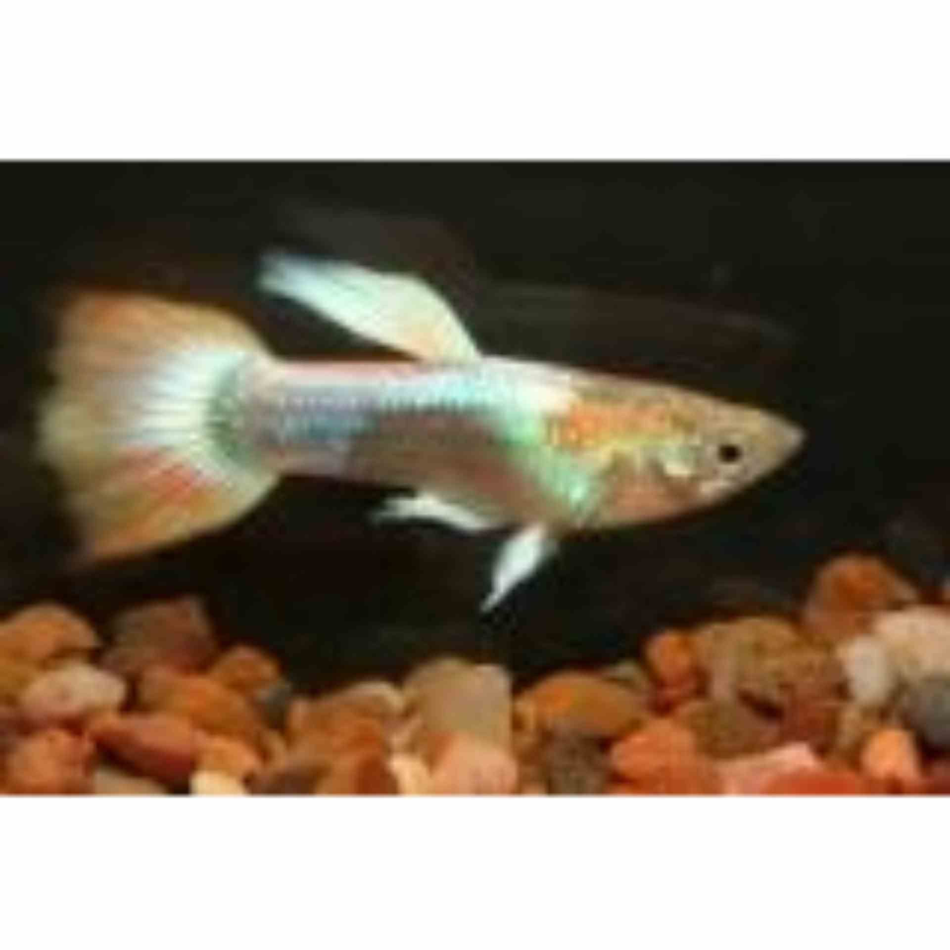 Guppy Male Rainbow (3-4cm) (3.5cm)