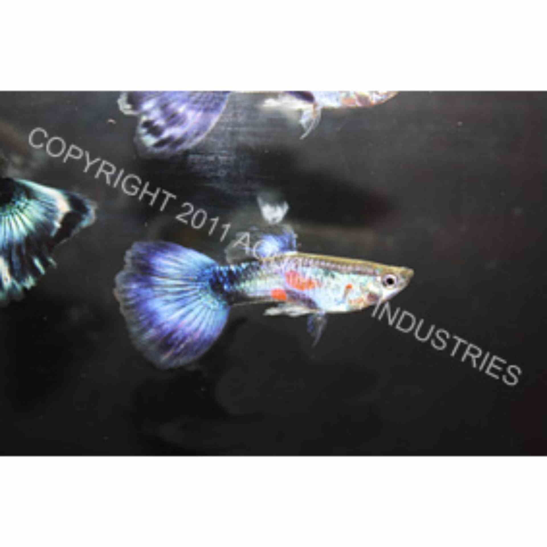 Guppy Male Purple Queen (3-4cm) (3.5cm)