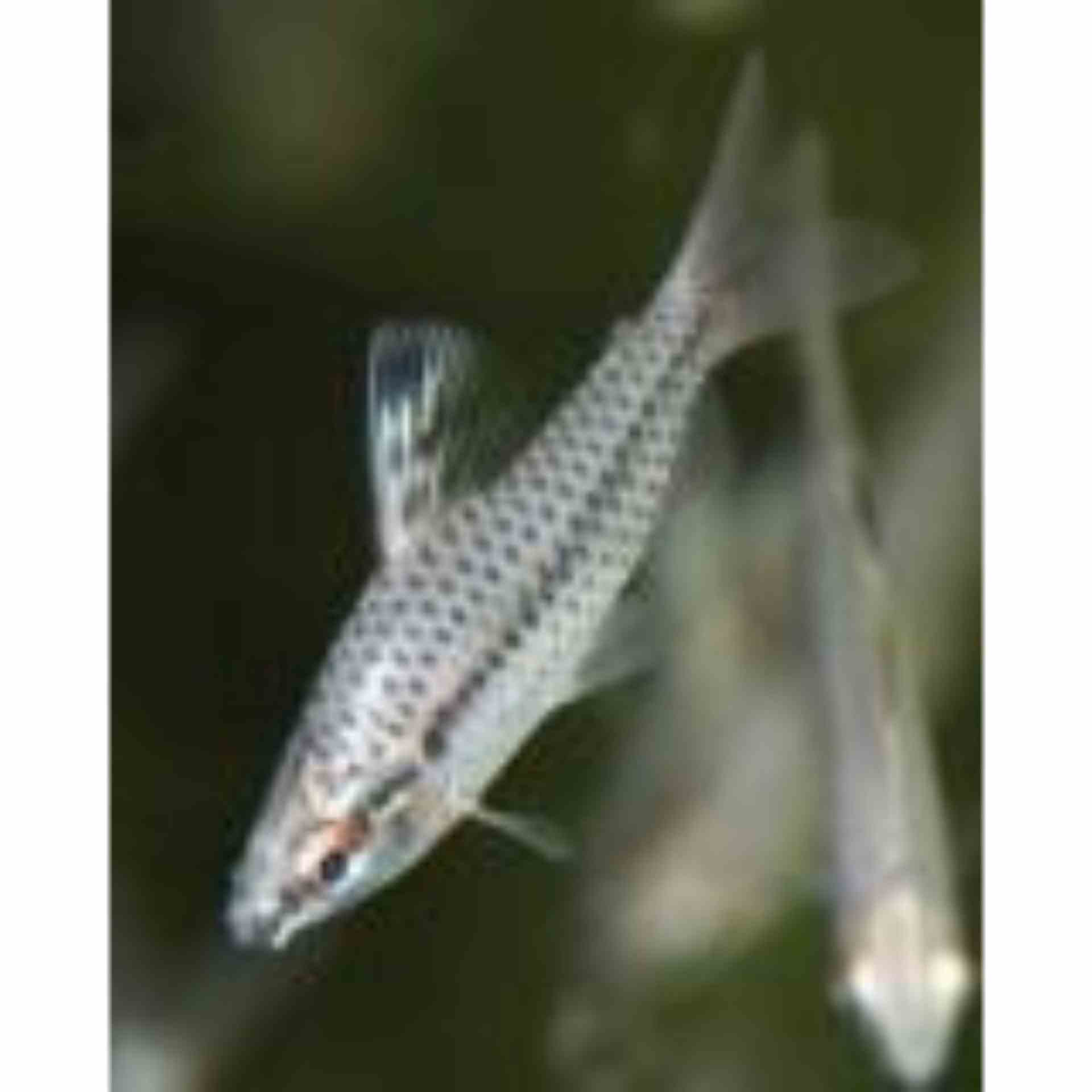 Headstander Spotted (3-4cm) (3.5cm)