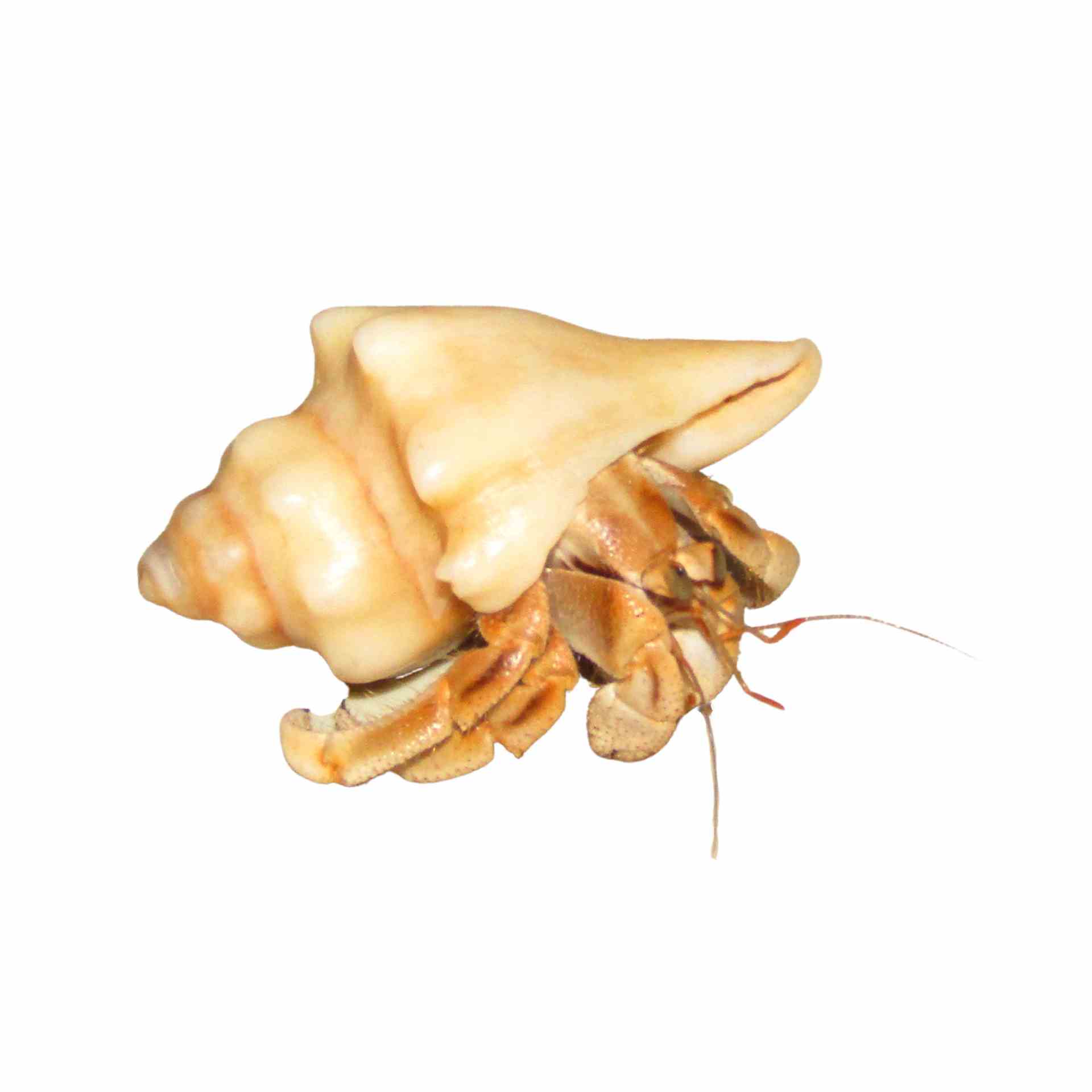 Crab Land Hermit - Med (trop) (MED)