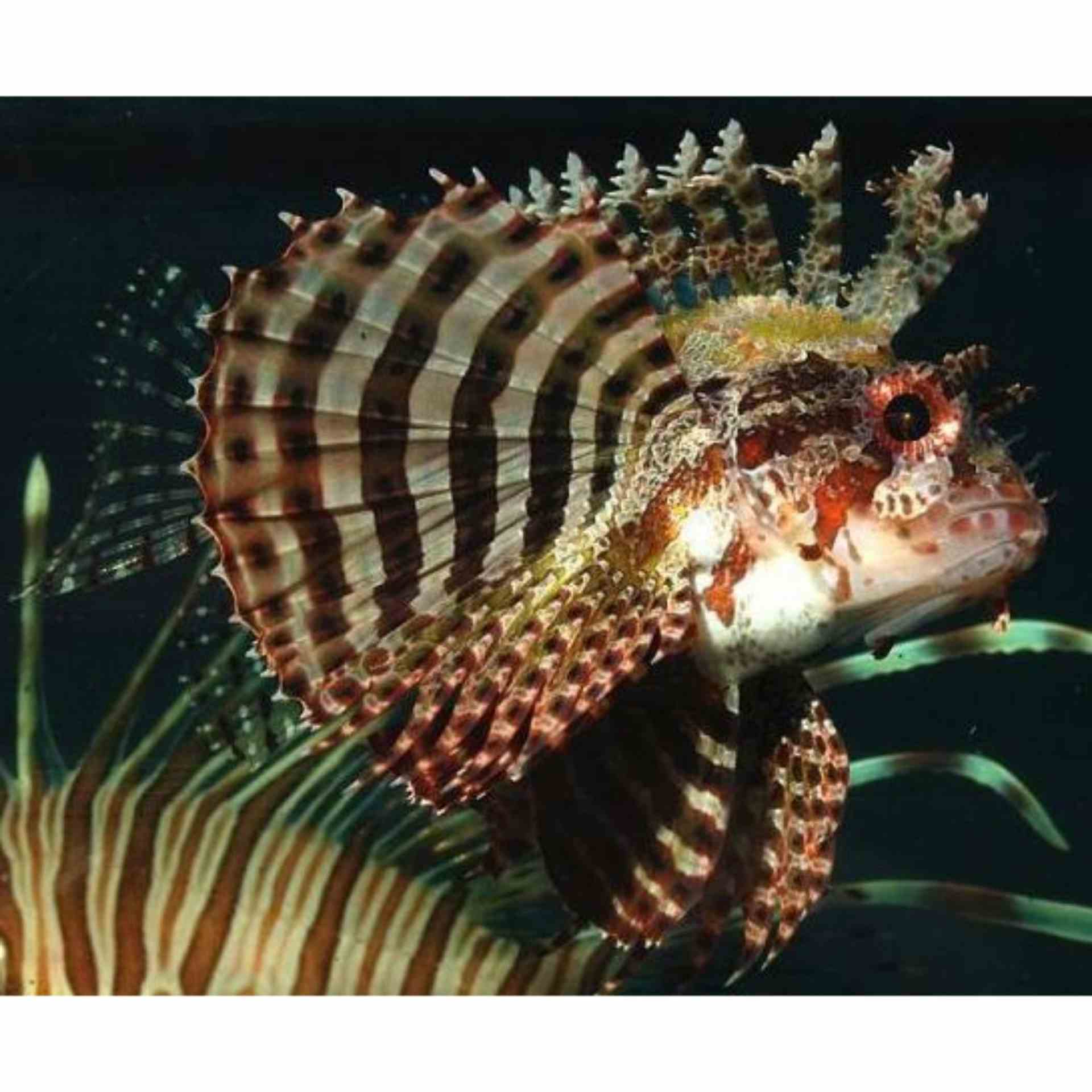 Lionfish - Shortfin Haz (MED)