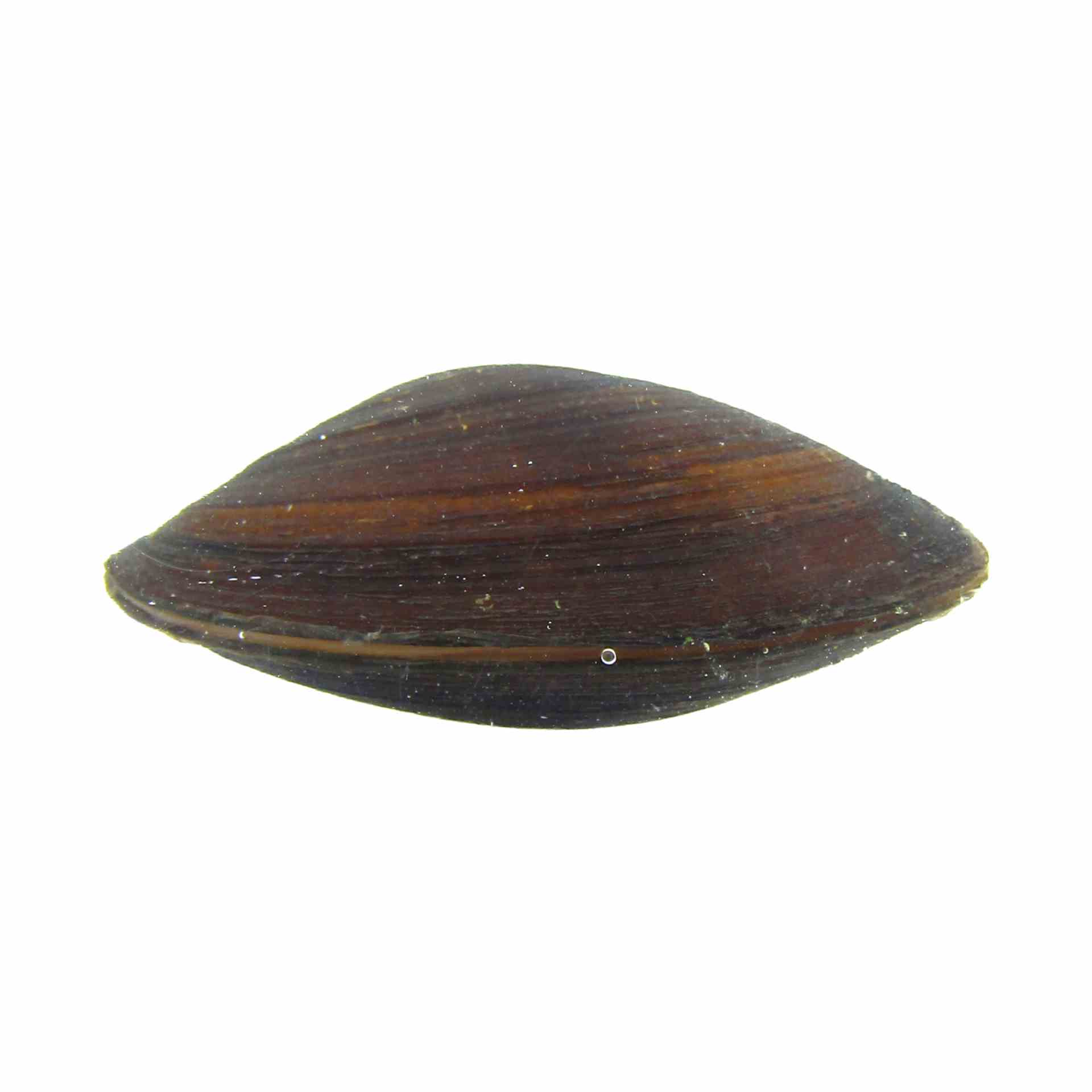 Mussel Freshwater (5-7cm) (5cm)