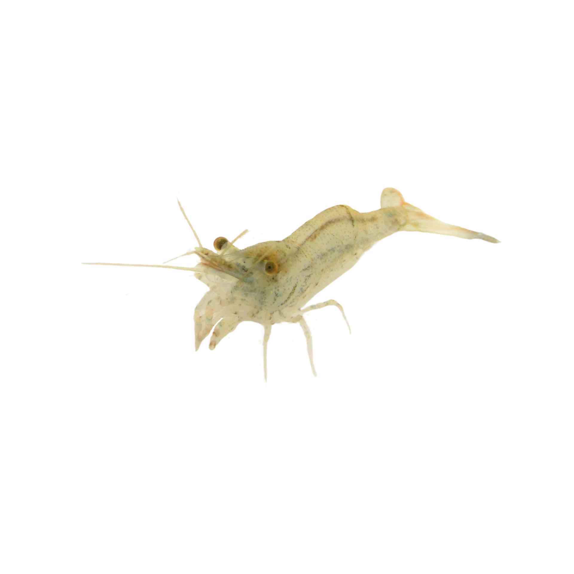 Shrimp Freshwater Glass (2.5cm)