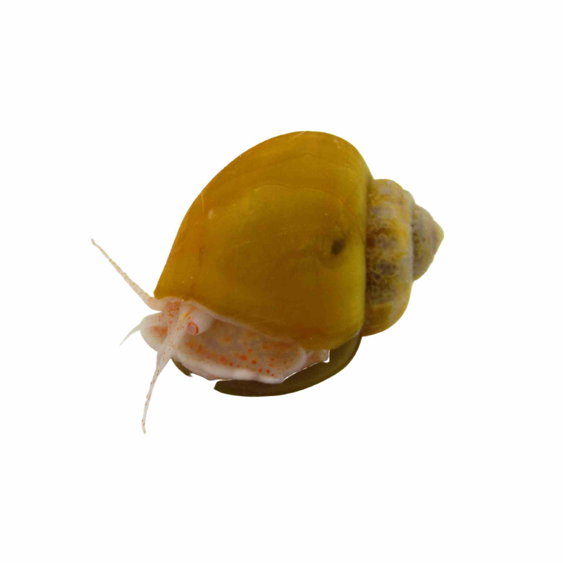 Snails Mystery Gold - Lge (trop) (LGE)