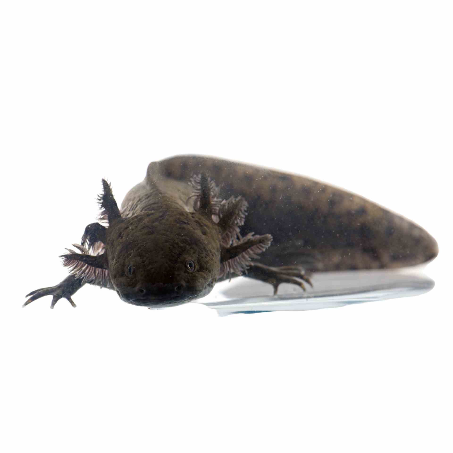 10-12cm Assorted Axolotl (walking Fish) (MED)